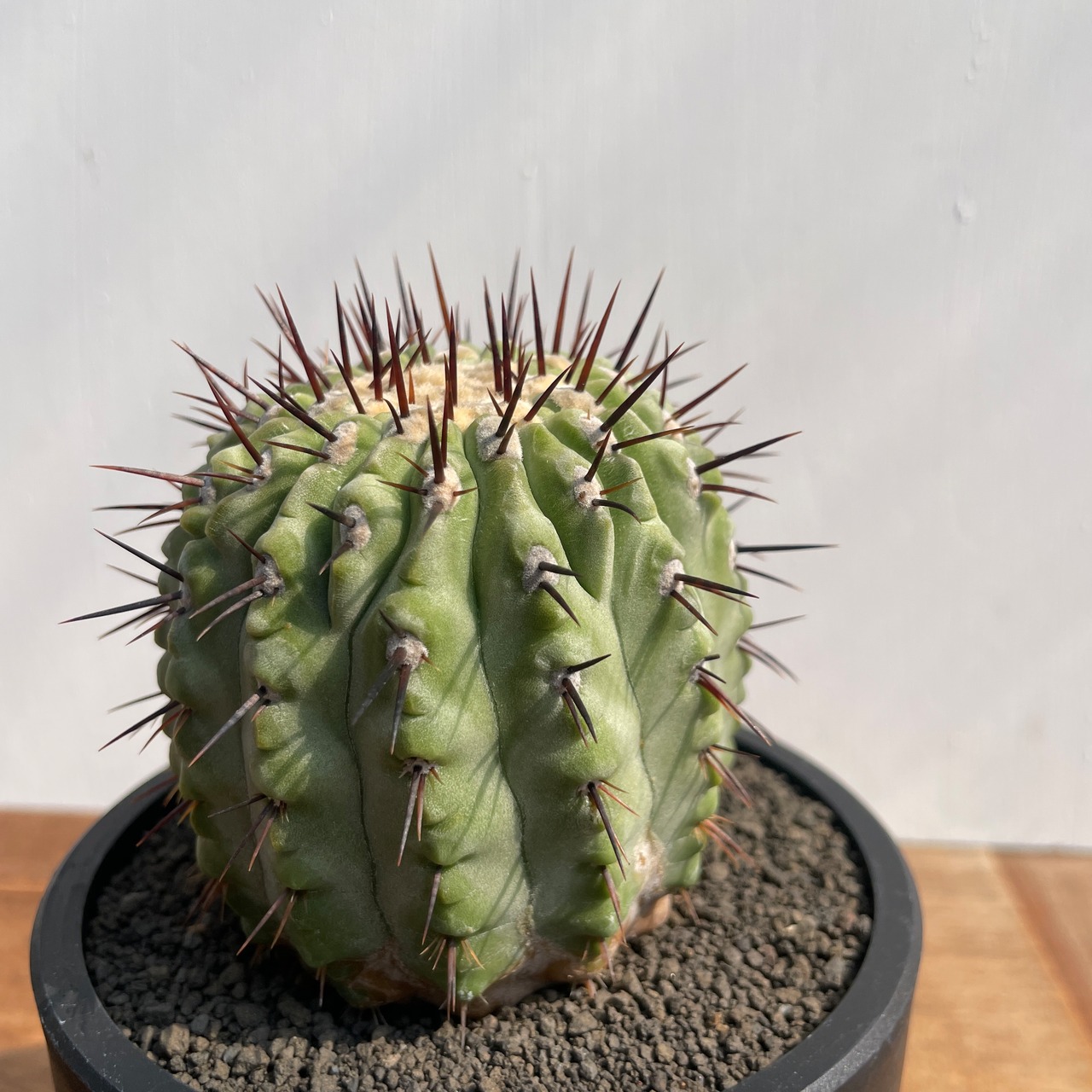 Copiapoa cinerea var. columna-alba【コピアポア・孤竜丸】