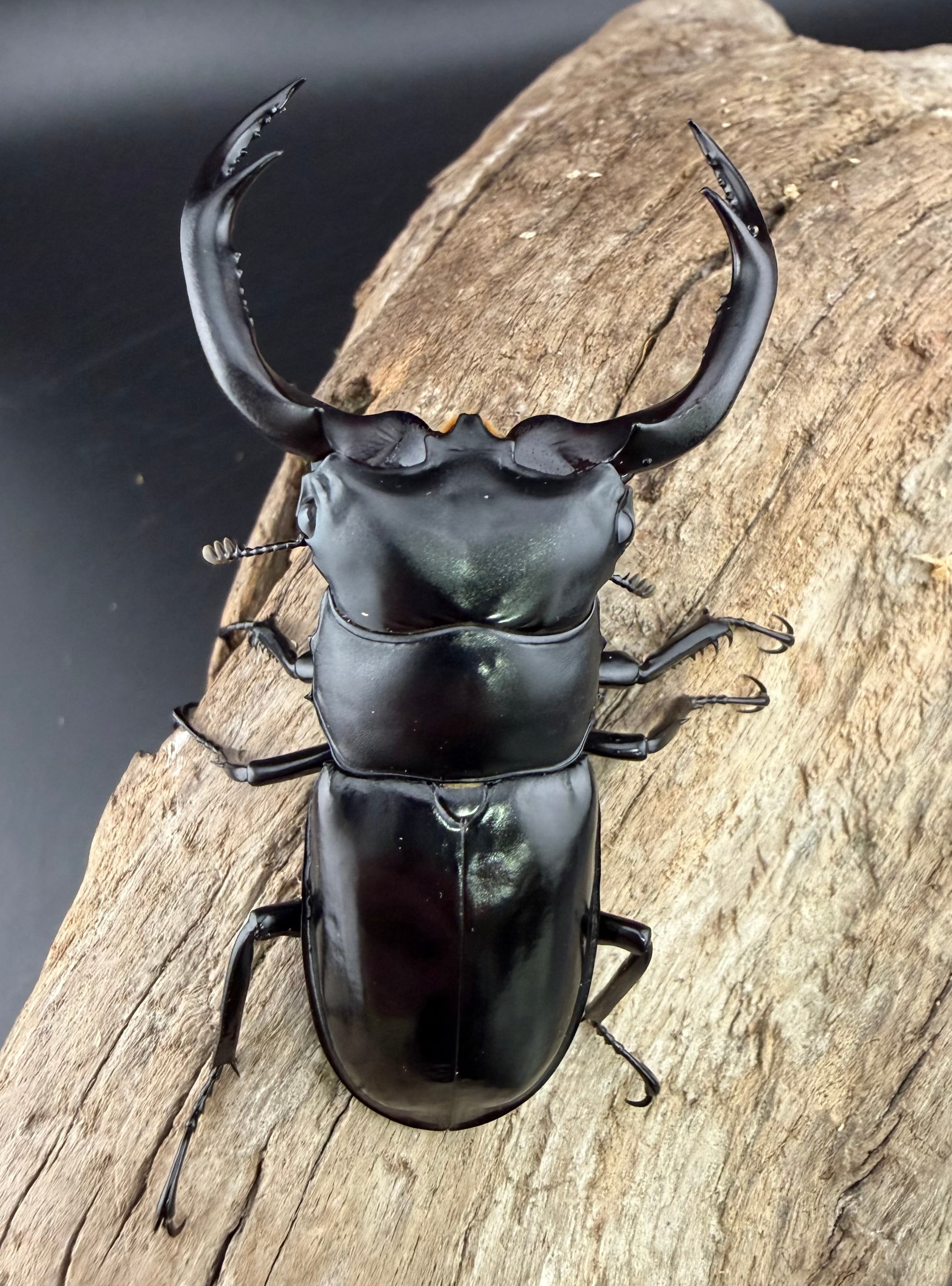 ウエストウッディ亜種カズミアエ 74mm ペア》 | KPW公式オンラインショップ