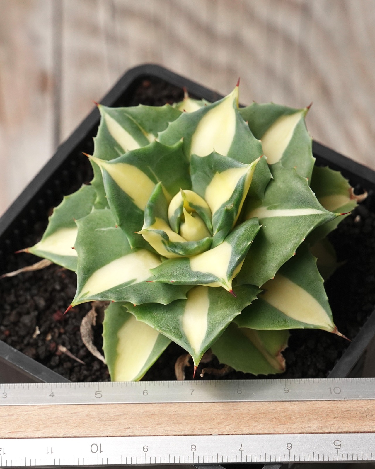 抜き苗 王妃雷神白中斑 Agave potatorum 'Ouhi Raijin Nisiki'