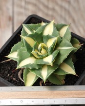 抜き苗 王妃雷神白中斑 Agave potatorum 'Ouhi Raijin Nisiki'