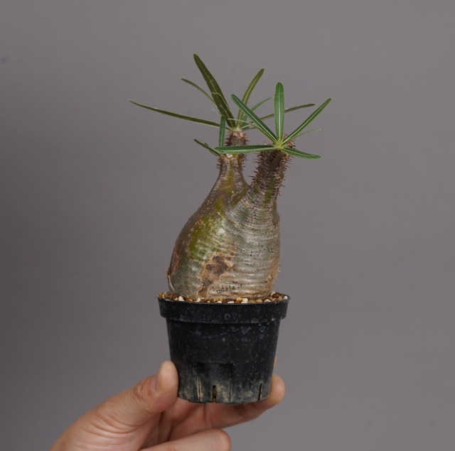 パキポディウム グラキリス no.3〈発根済み〉