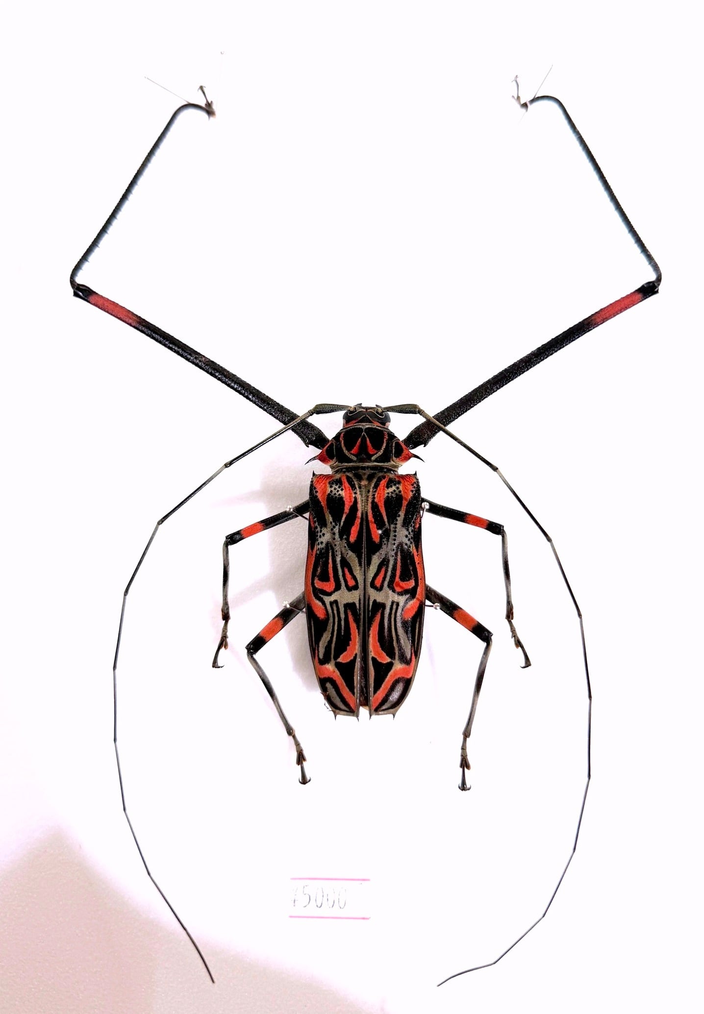 ナンベイオオタガメ 標本 | 深谷爬虫類館オンラインショップ