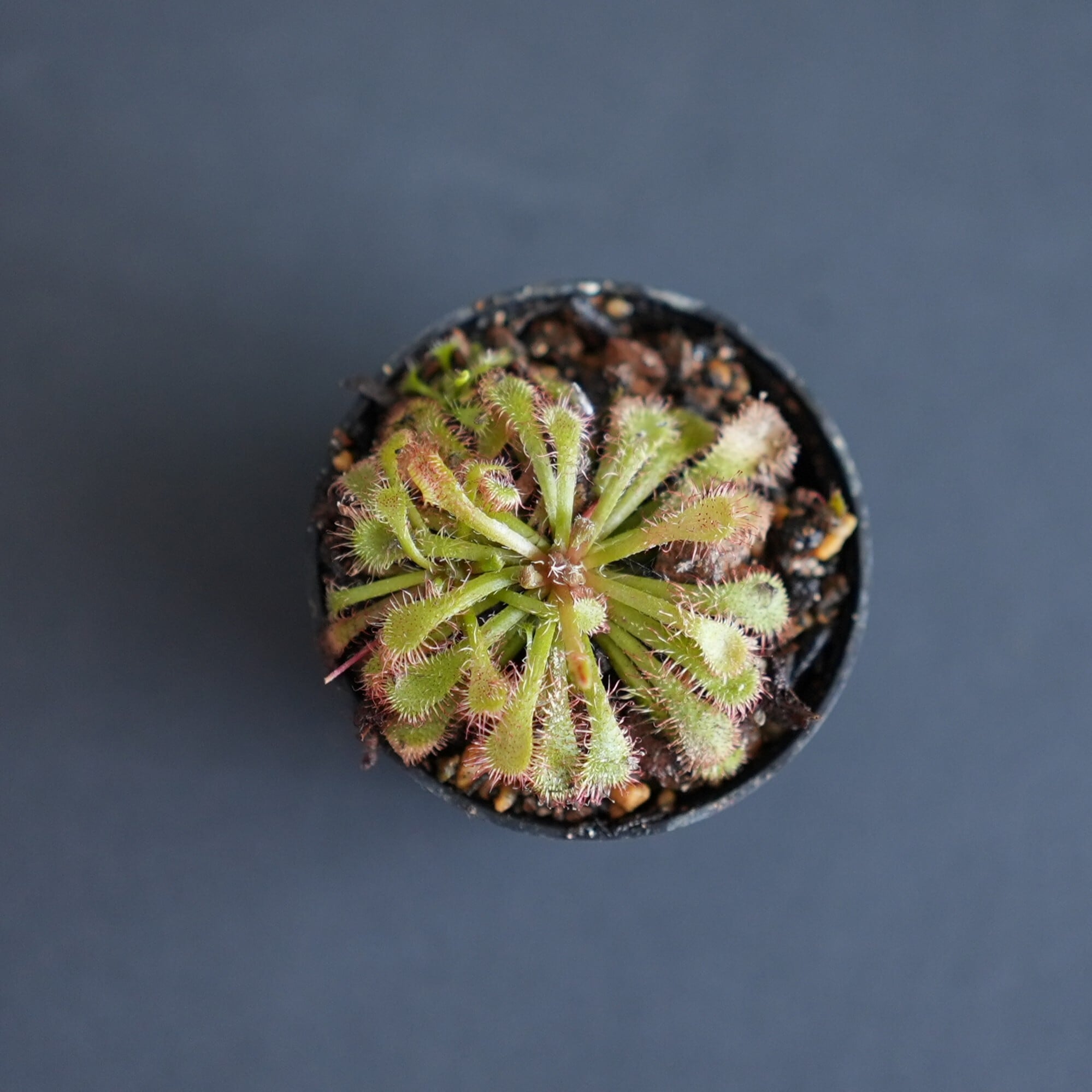 ドロセラ スパチュラータ Drosera spatulata （モウセンゴケ）【食虫