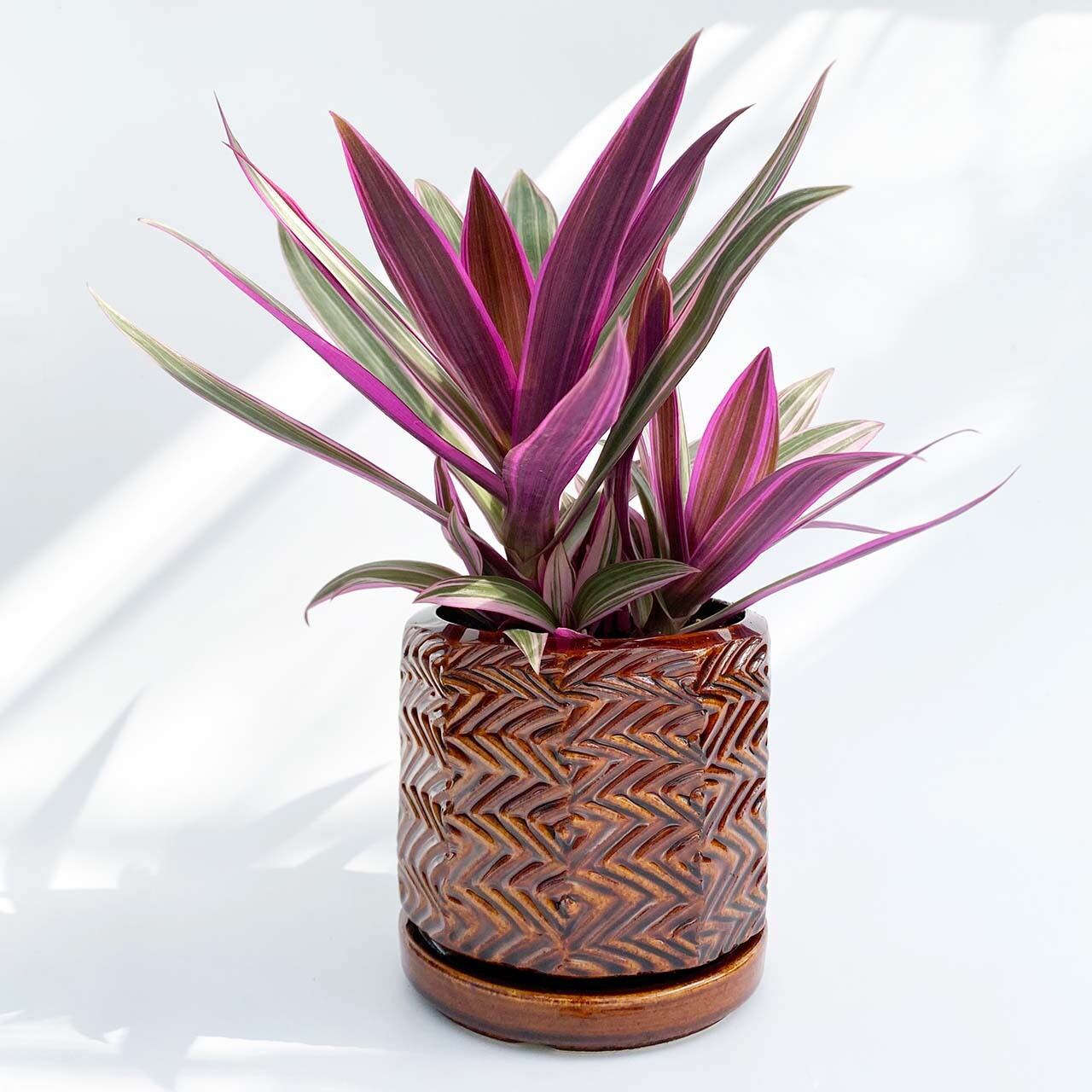 現品販売 ムラサキオモト Thidori Pot 信楽焼 Inakougei イナコウゲイ おしゃれ 観葉植物 鉢 多肉 猫 現品販売 ムラサキオモト Thidori Pot 信楽焼 Inakougei イナコウゲイ おしゃれ 観葉植物 鉢 多肉 猫