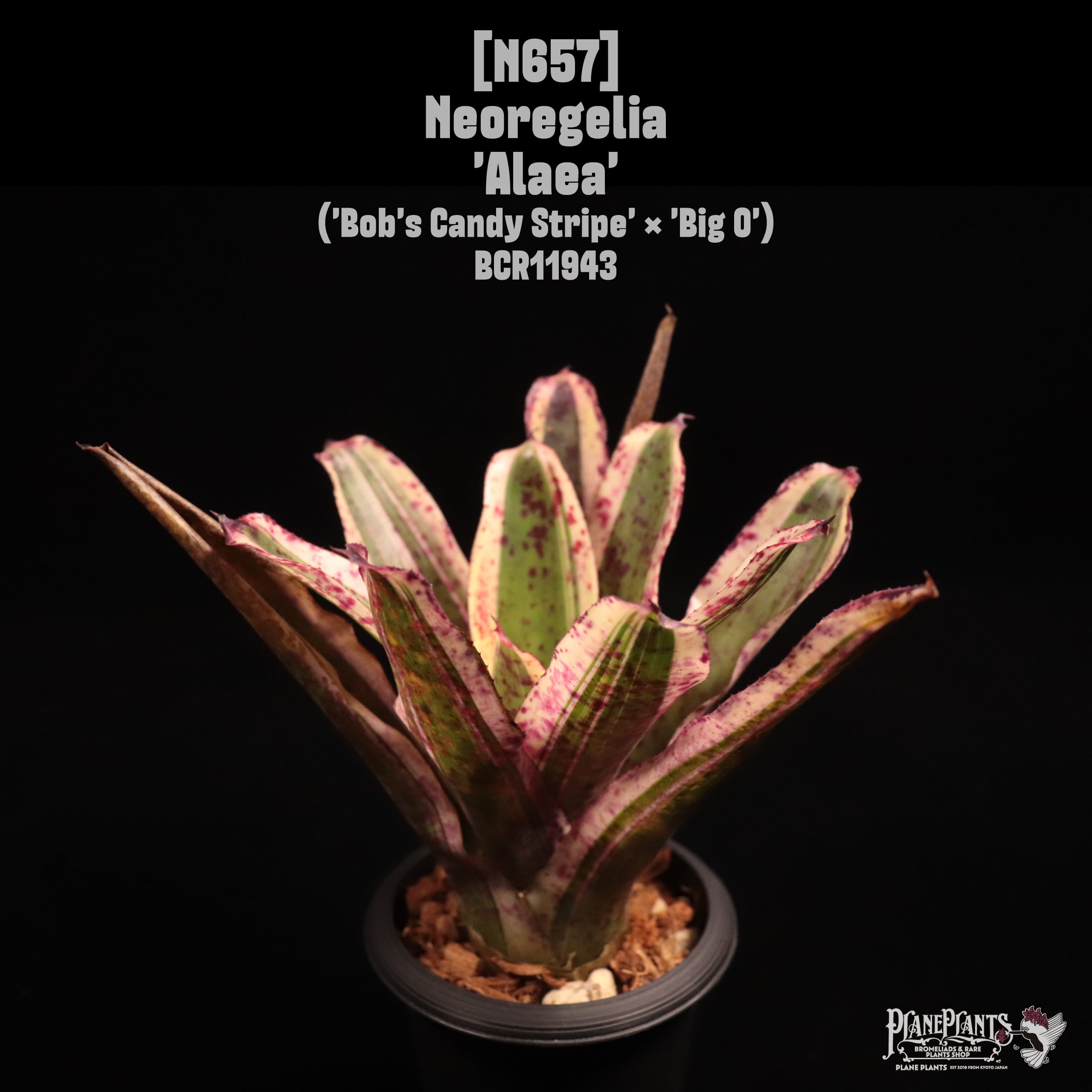 Lisa Vinzant Hybrid | plane plants