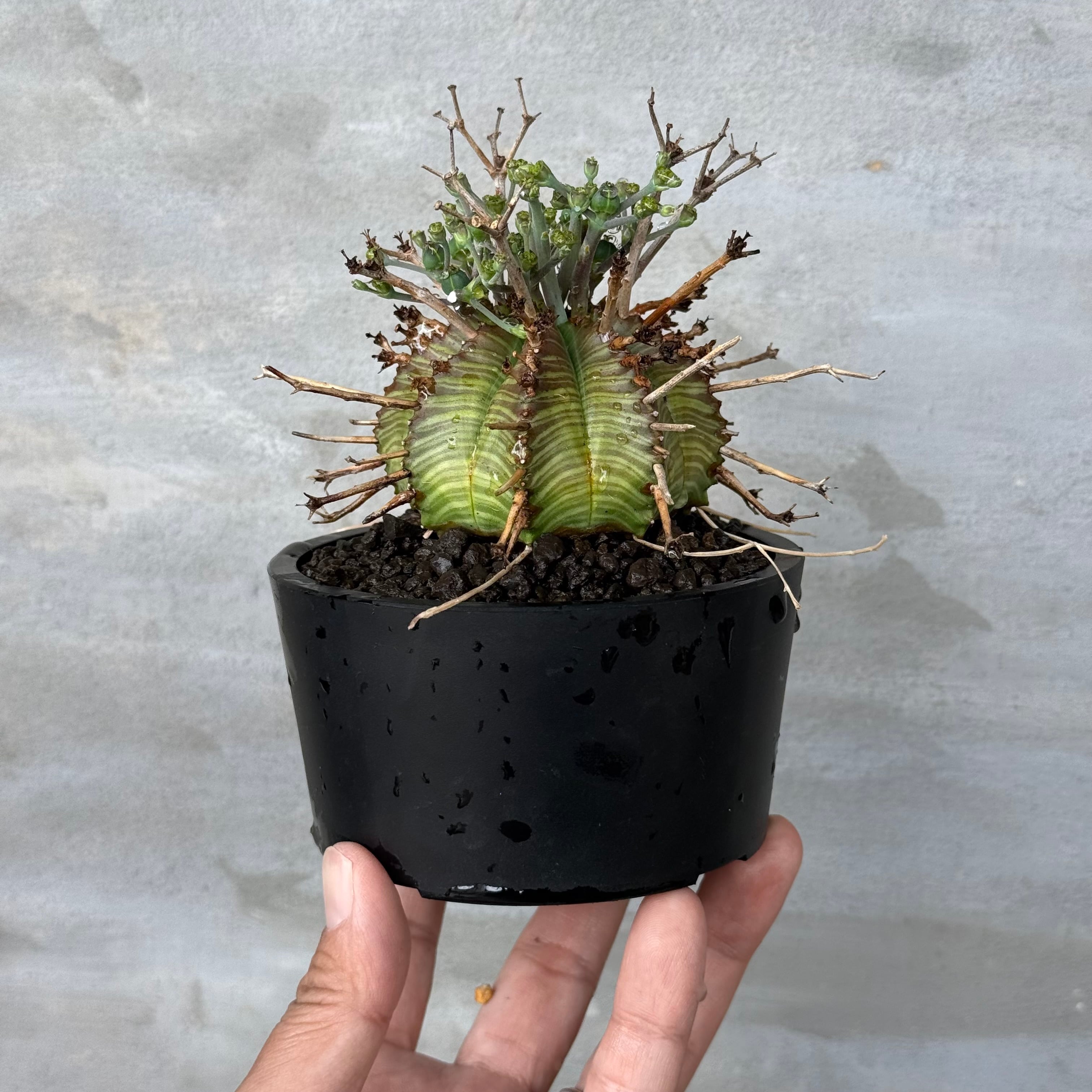 植物 | A-PLANTS