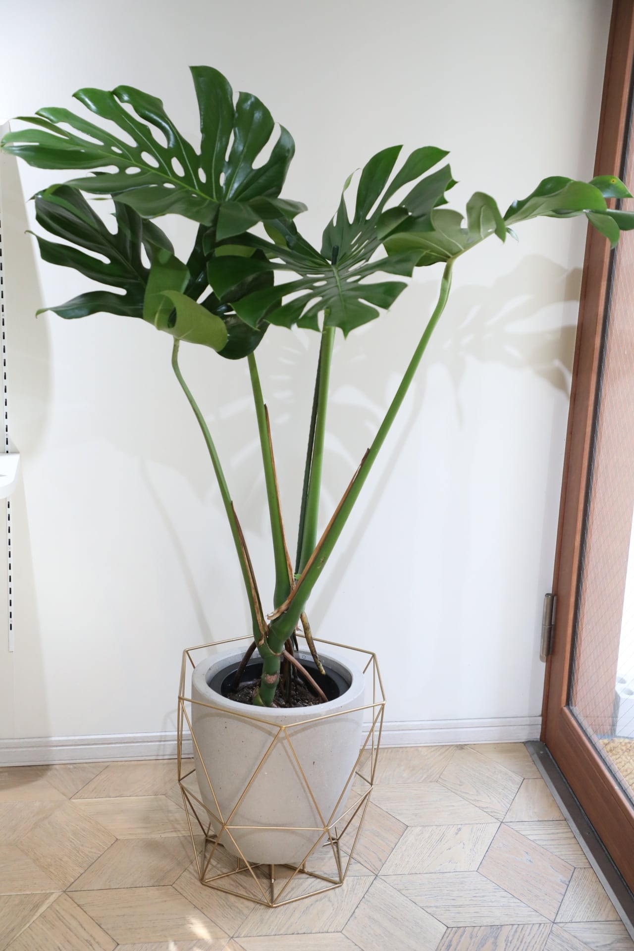 都内近郊限定配送】【L/136cm】モンステラ アダンソニー/monstera