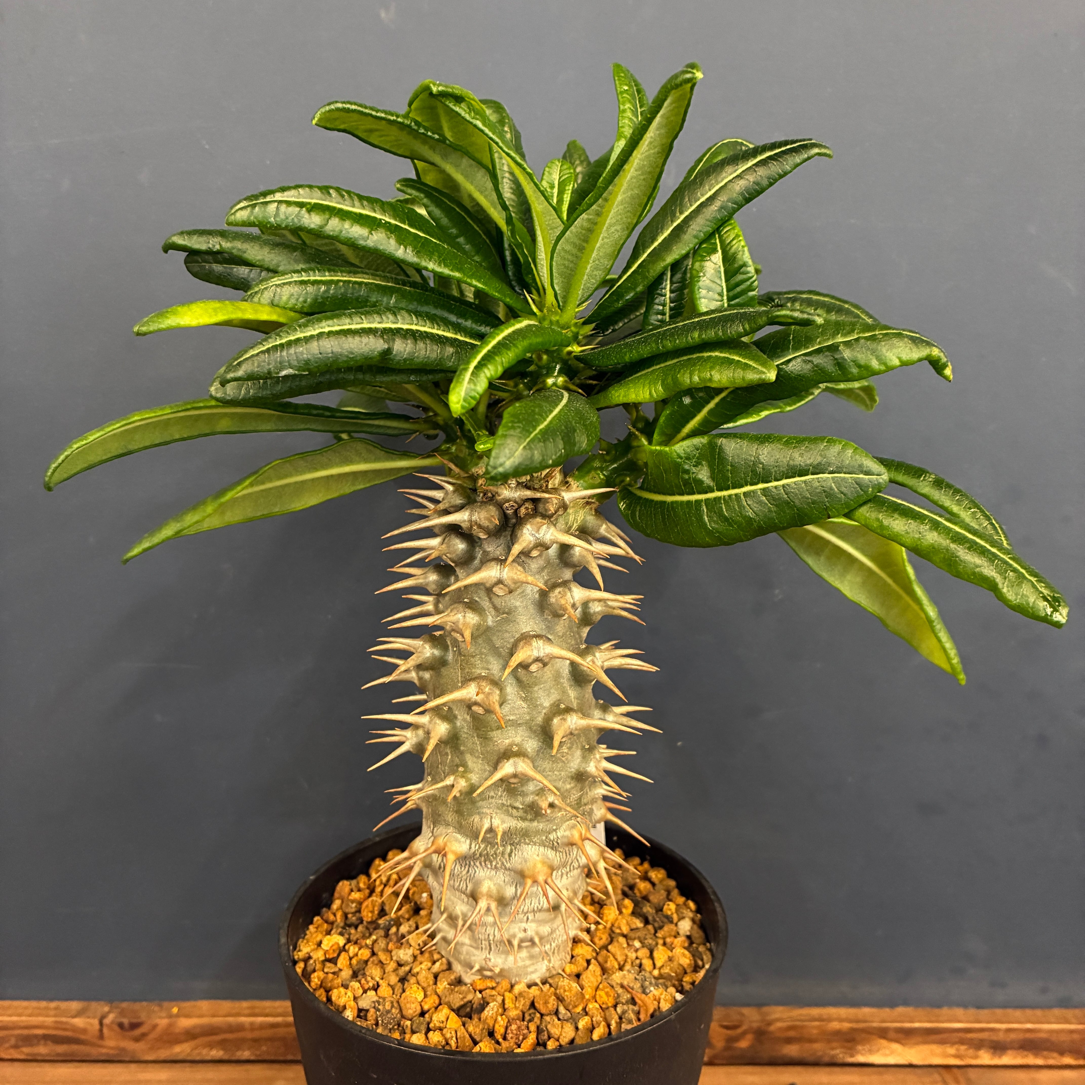 塊根植物 | PROTOLEAF プロトリーフ