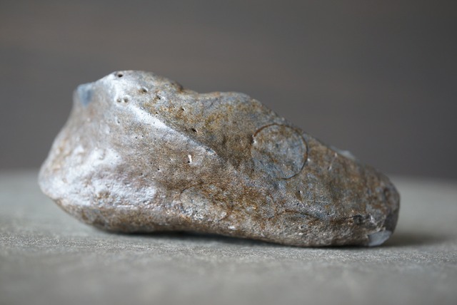 古代クジラ耳骨　Whale Otolith　1480