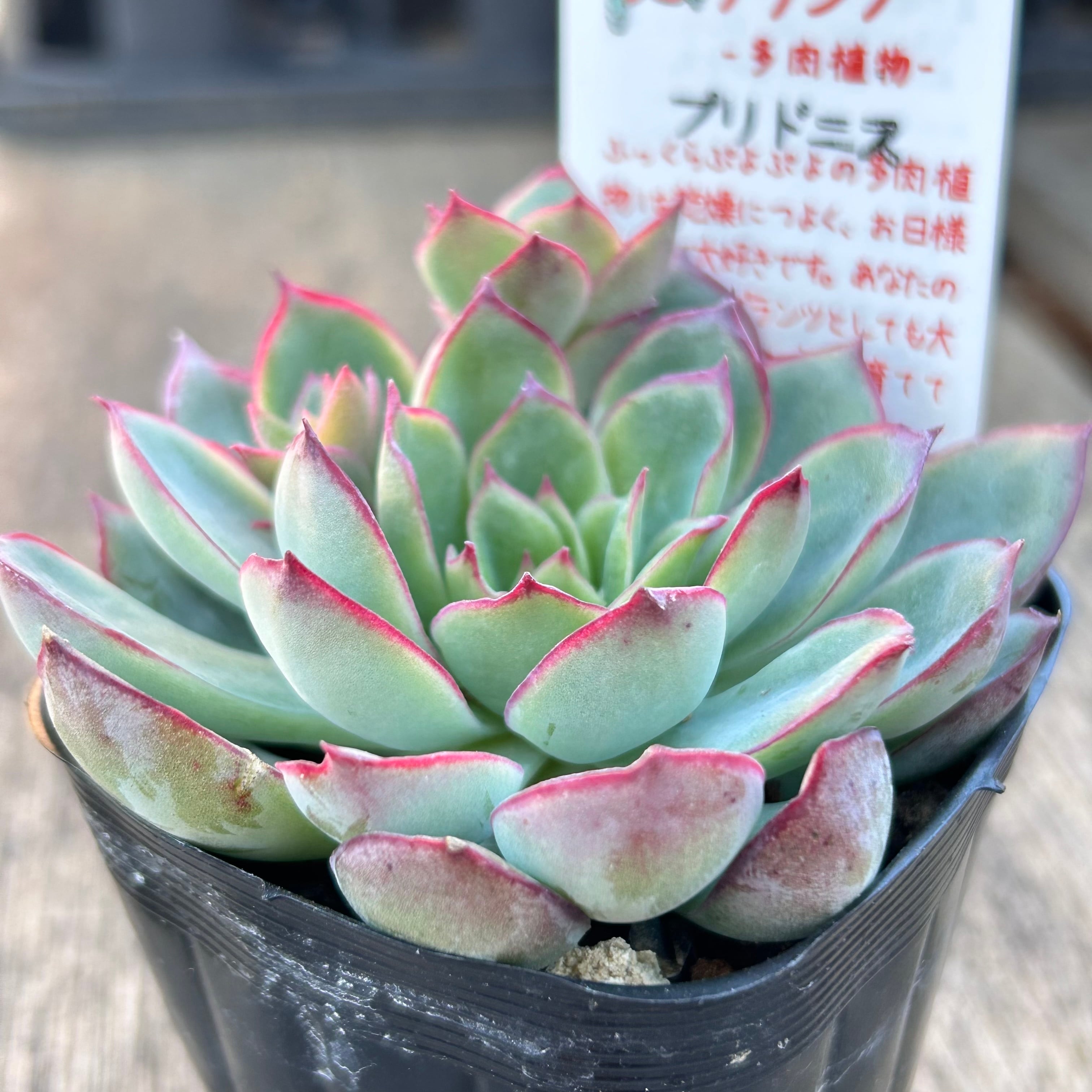 プリドニス | RuPo 多肉植物専門店