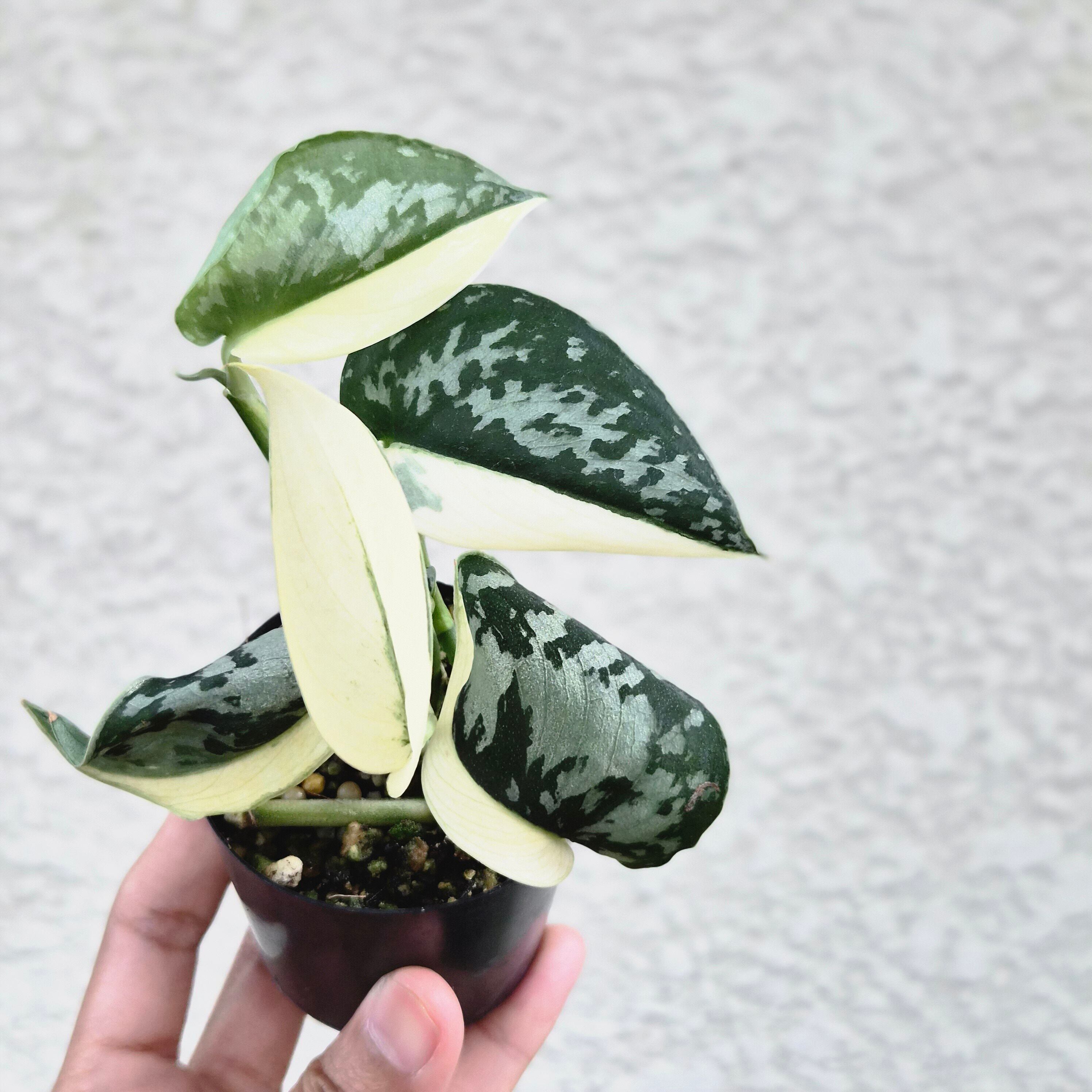 ①《スキンダプサス マヤリ バリエガータ》Scindapsus Mayari Var. / 斑入り観葉植物 / ポットで発送