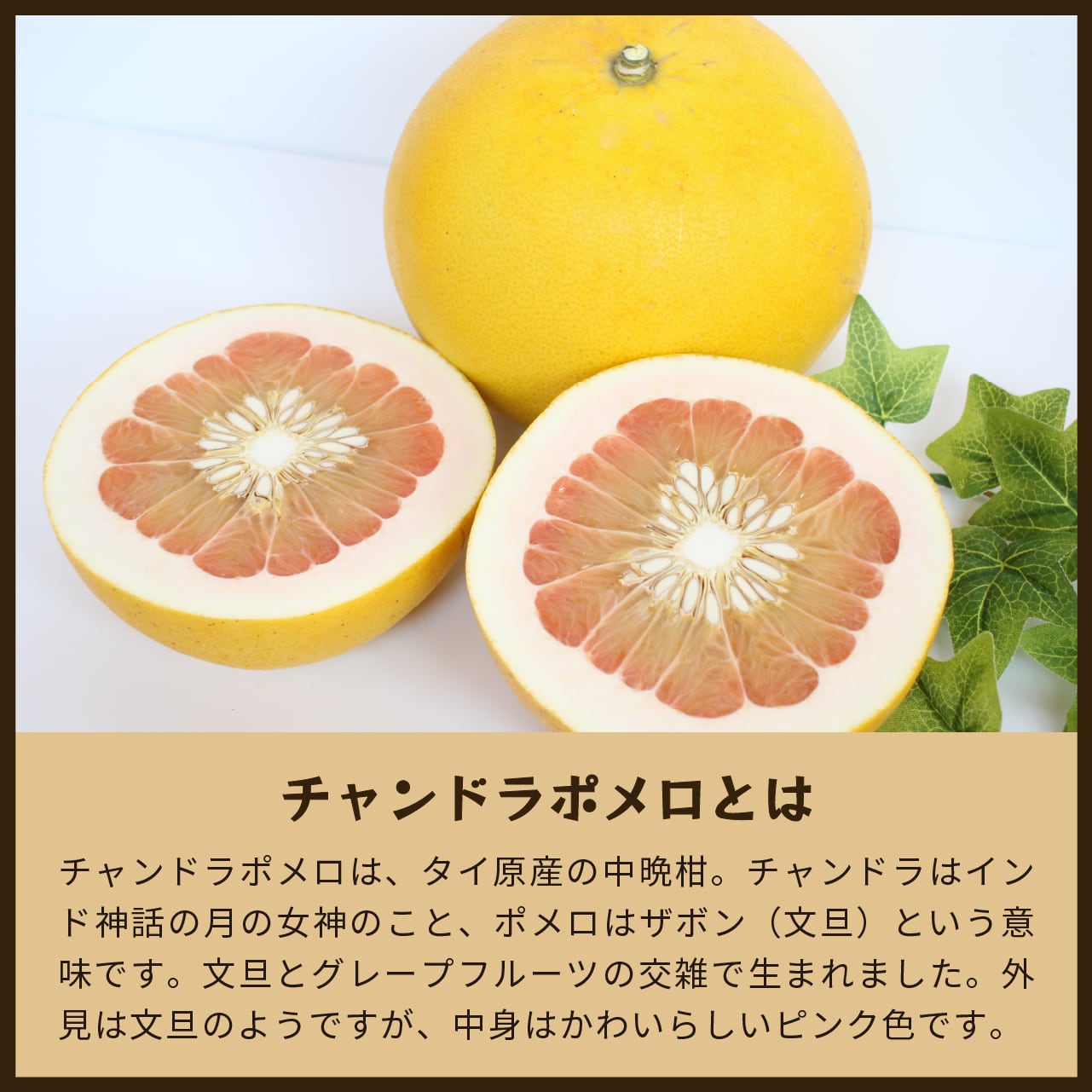 チャンドラポメロ　20キロ箱込み チャンドラポメロ3kg 家庭用【送料無料】 | 蔵出しみかんの産地直送