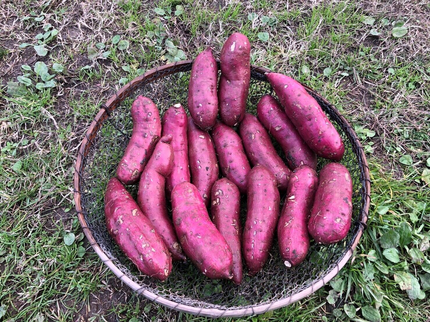 自然栽培 ねっとり甘い 紅はるか Mサイズ５kg M150 250g 1本 無農薬 無施肥の自然栽培 さつまいも 大地の虫