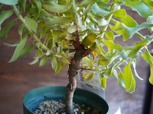 【現物】リューコスペルマム "ハイゴールド"