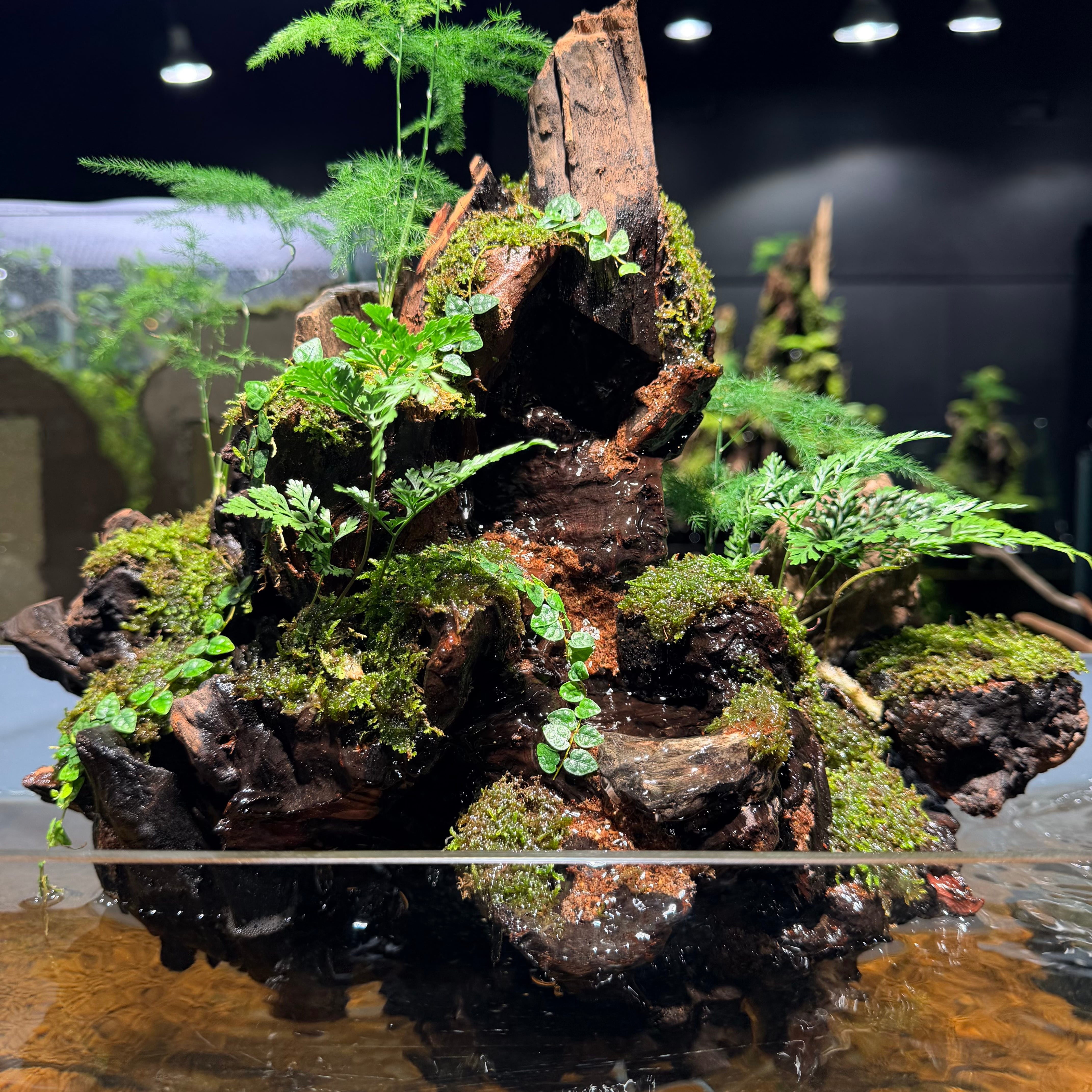 山岳 アクアテラリウム 完成品 山岳 アクアテラリウム 完成品 【公式通販】
