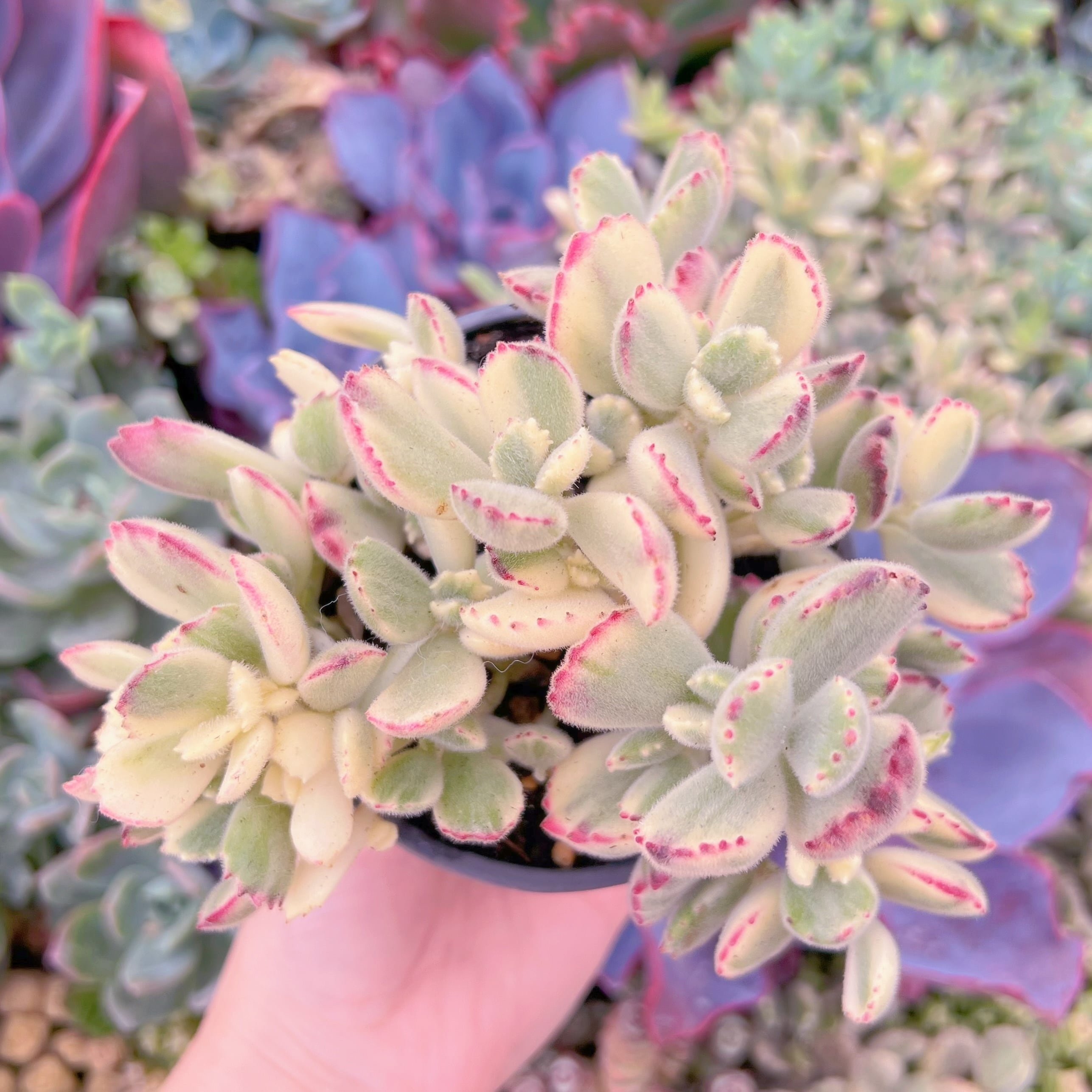 現品　白熊#A068　群生　新入荷　るる農園