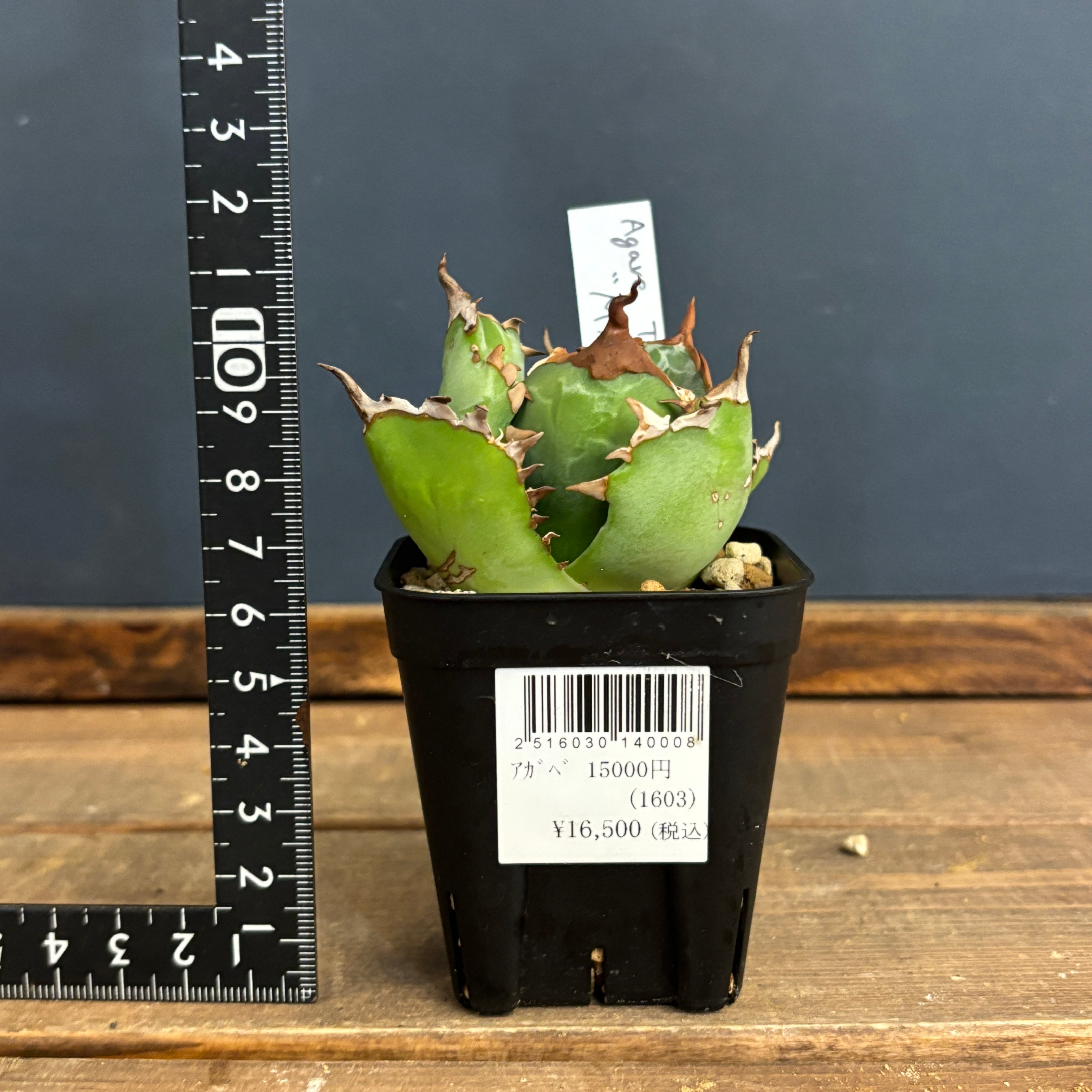 アガベ チタノタ メイス【557】 | PROTOLEAF プロトリーフ