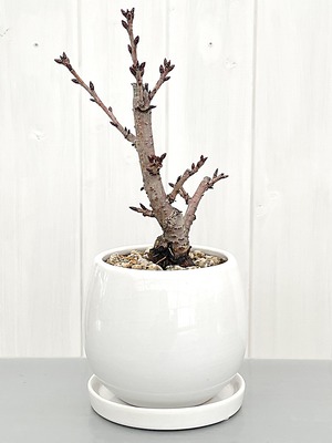 旭山桜　丸形鉢植え 白