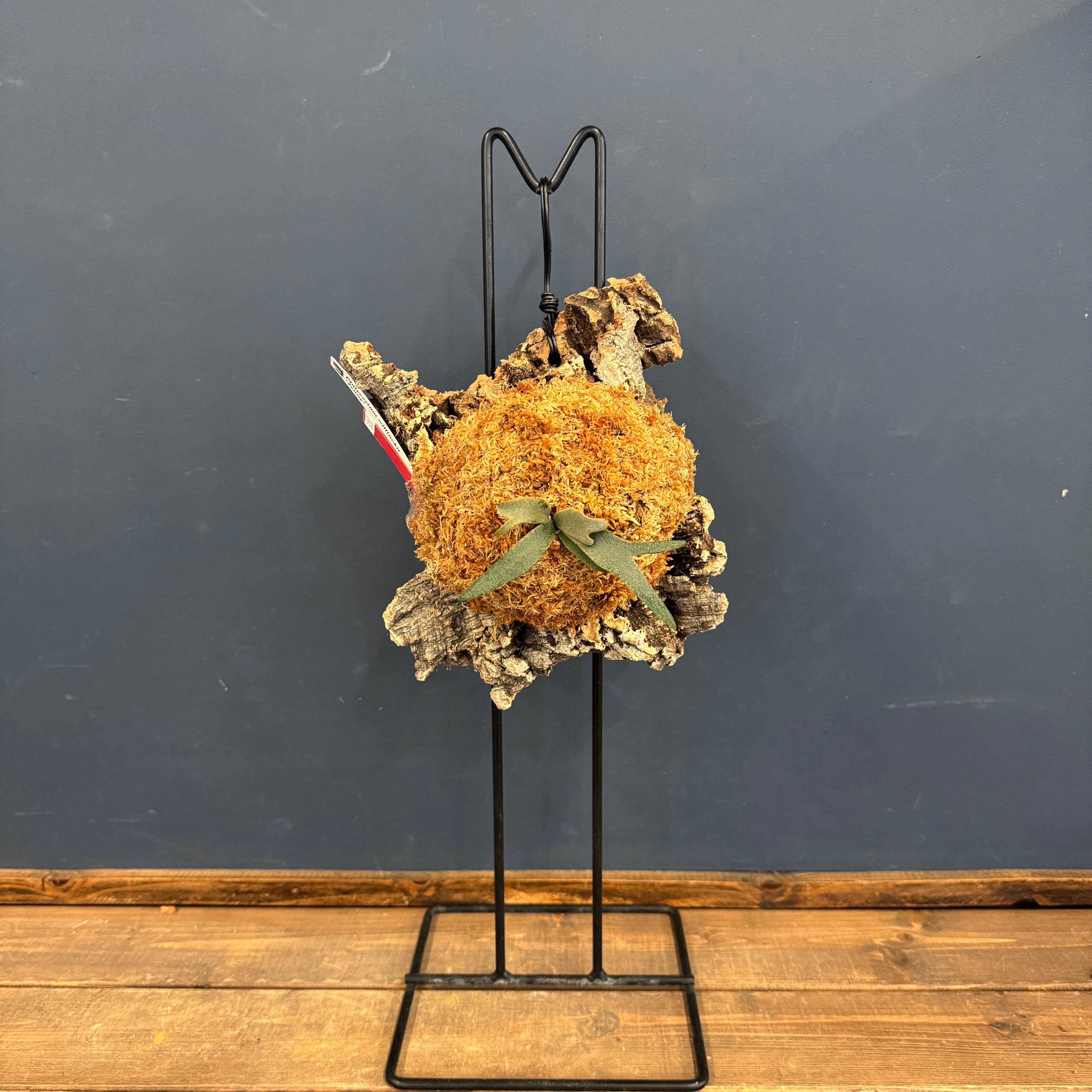 ビカクシダ ジェニー P. willinckii 'Jenny' TC コルク着生仕立て【53