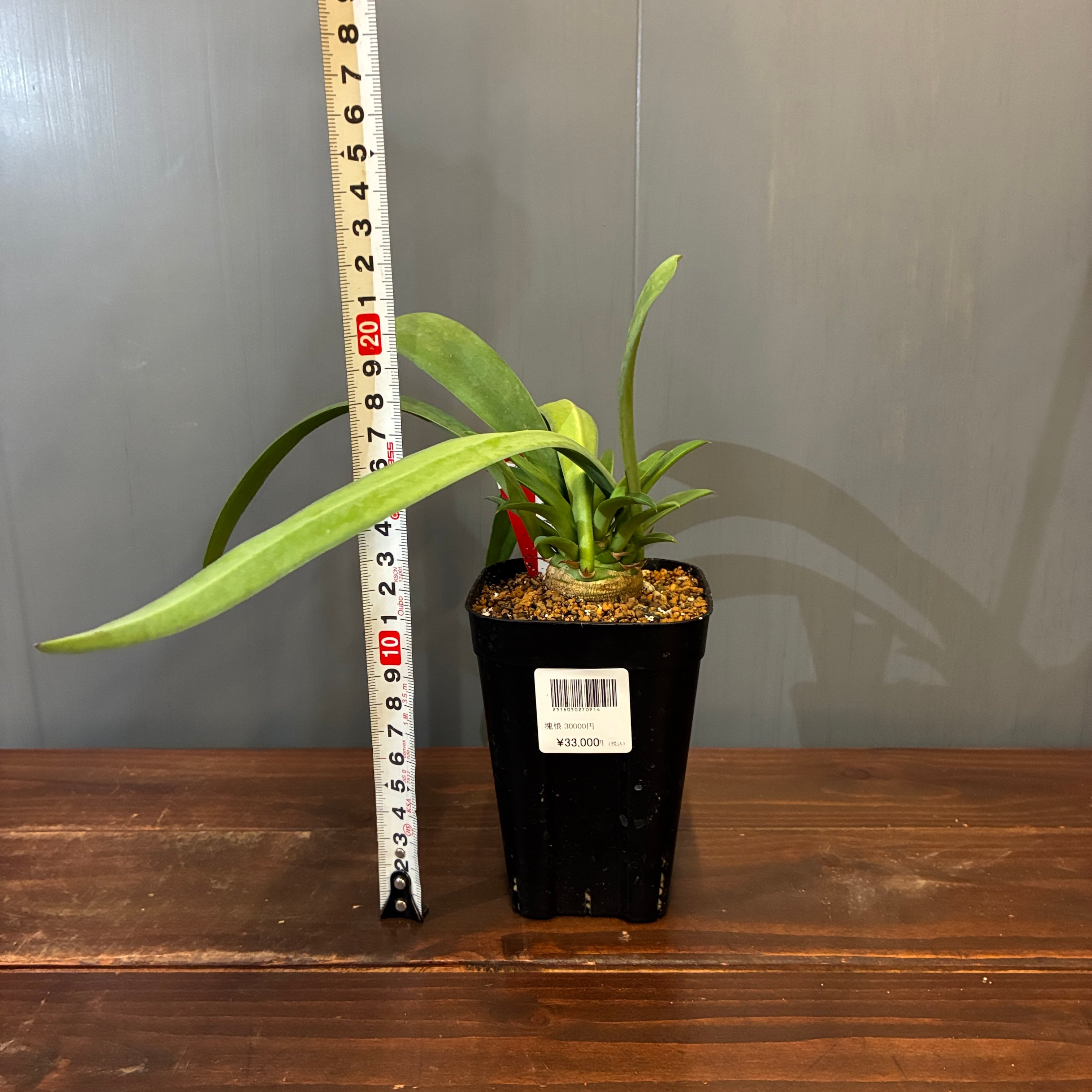 抽選販売】【限定価格】ユーフォルビア サピニー（限定3） | PROTOLEAF