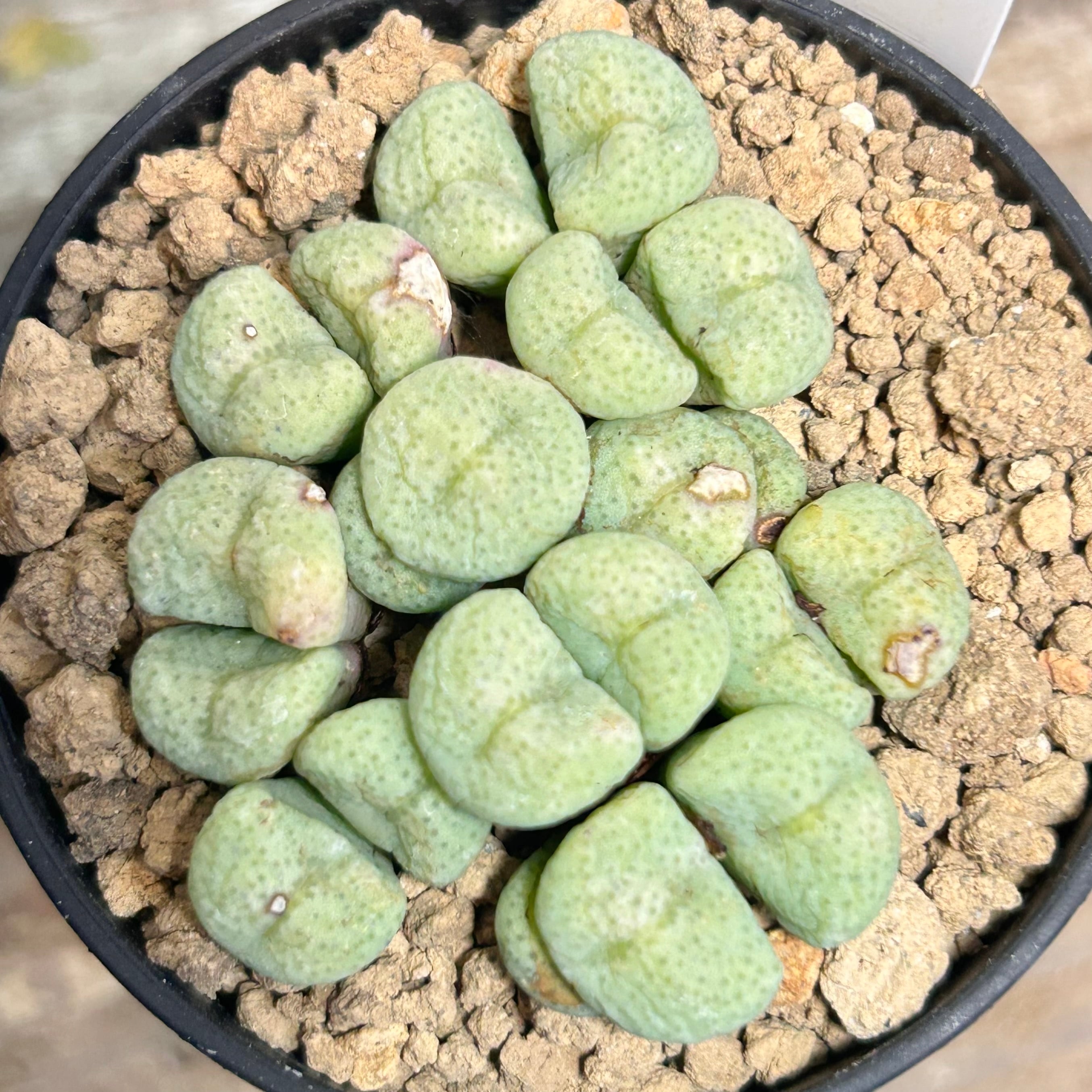 コノフィツム | RuPo 多肉植物専門店