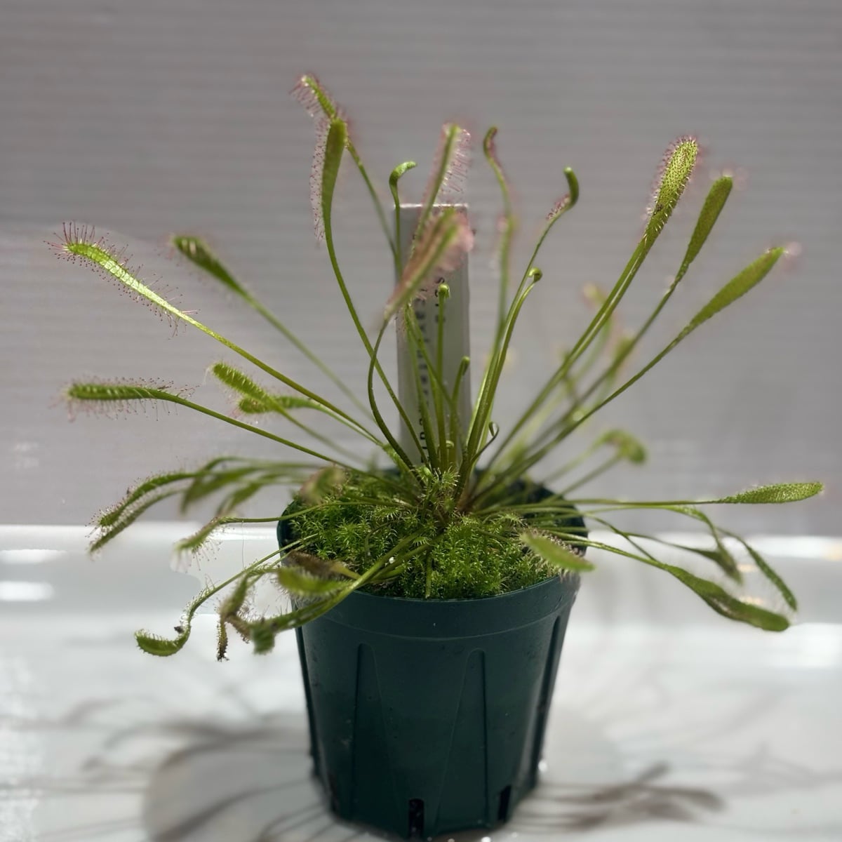 ドロセラ アングリカ×インターメディア Drosera anglica×intermedia
