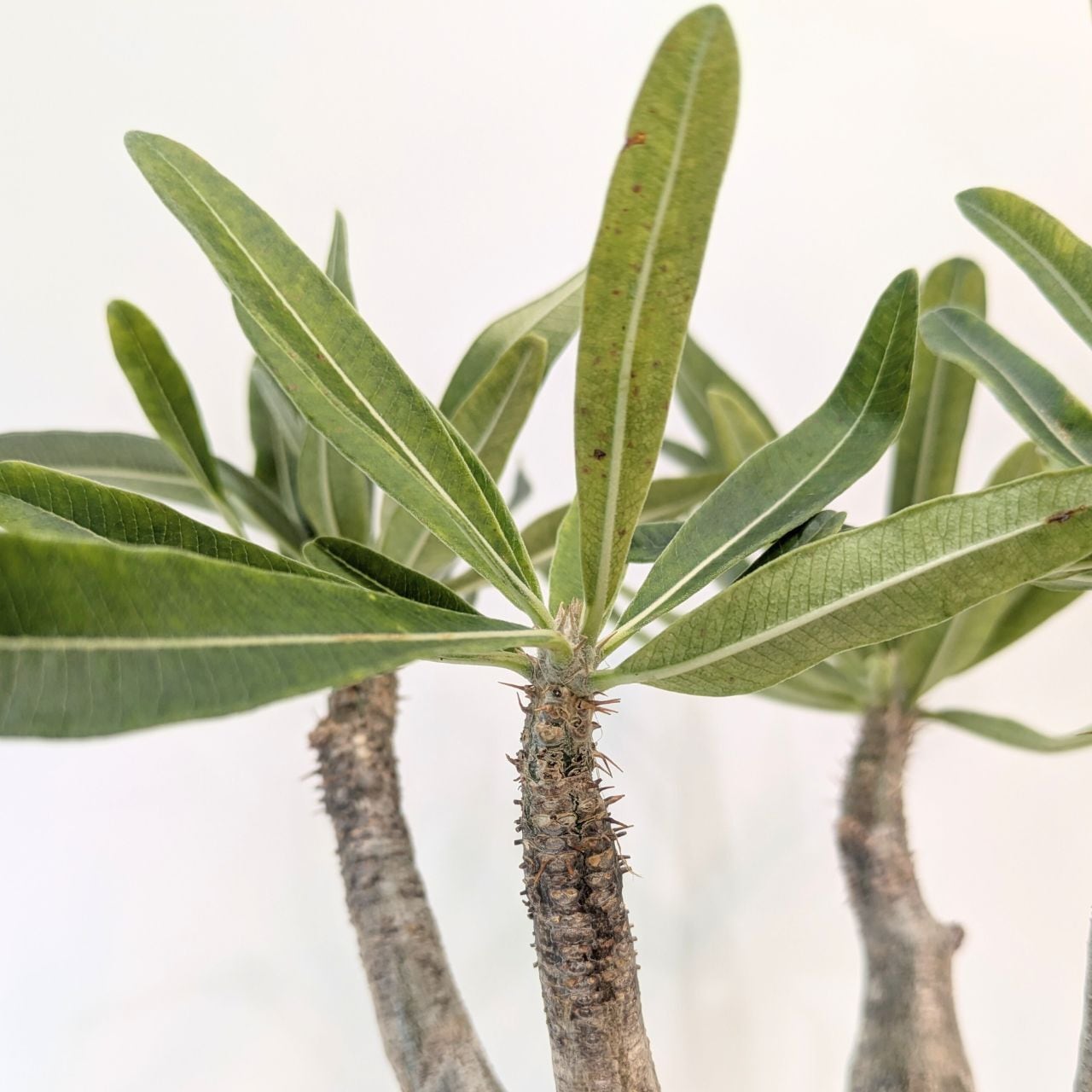 パキポディウム ロスラーツム グラキリス Pachypodium rosulatum var