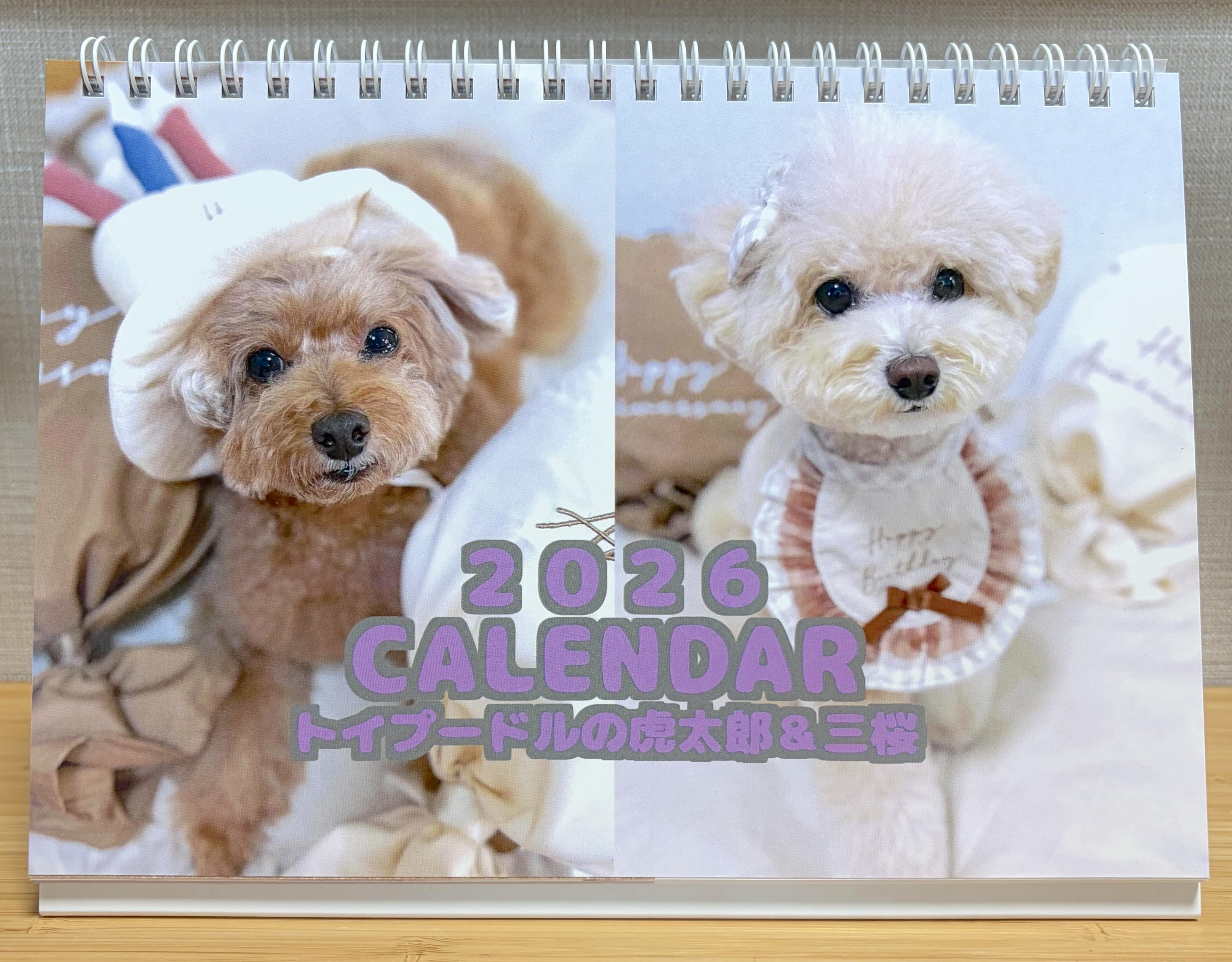 2026年トイプードルの虎太郎＆三桜卓上カレンダー | トイプードル