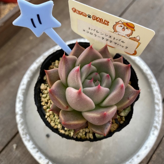 11..farmpalk交配種
