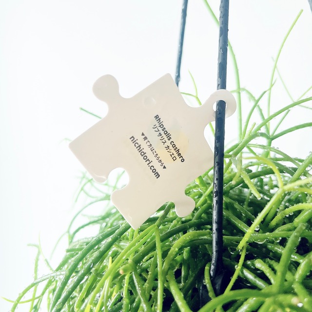 《耐暑性が強い》リプサリス カシエロ ハンギング 観葉植物 calm cafe