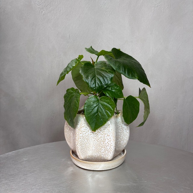 フィカス　ウンベラータ　 観葉植物 陶器鉢 植え込み