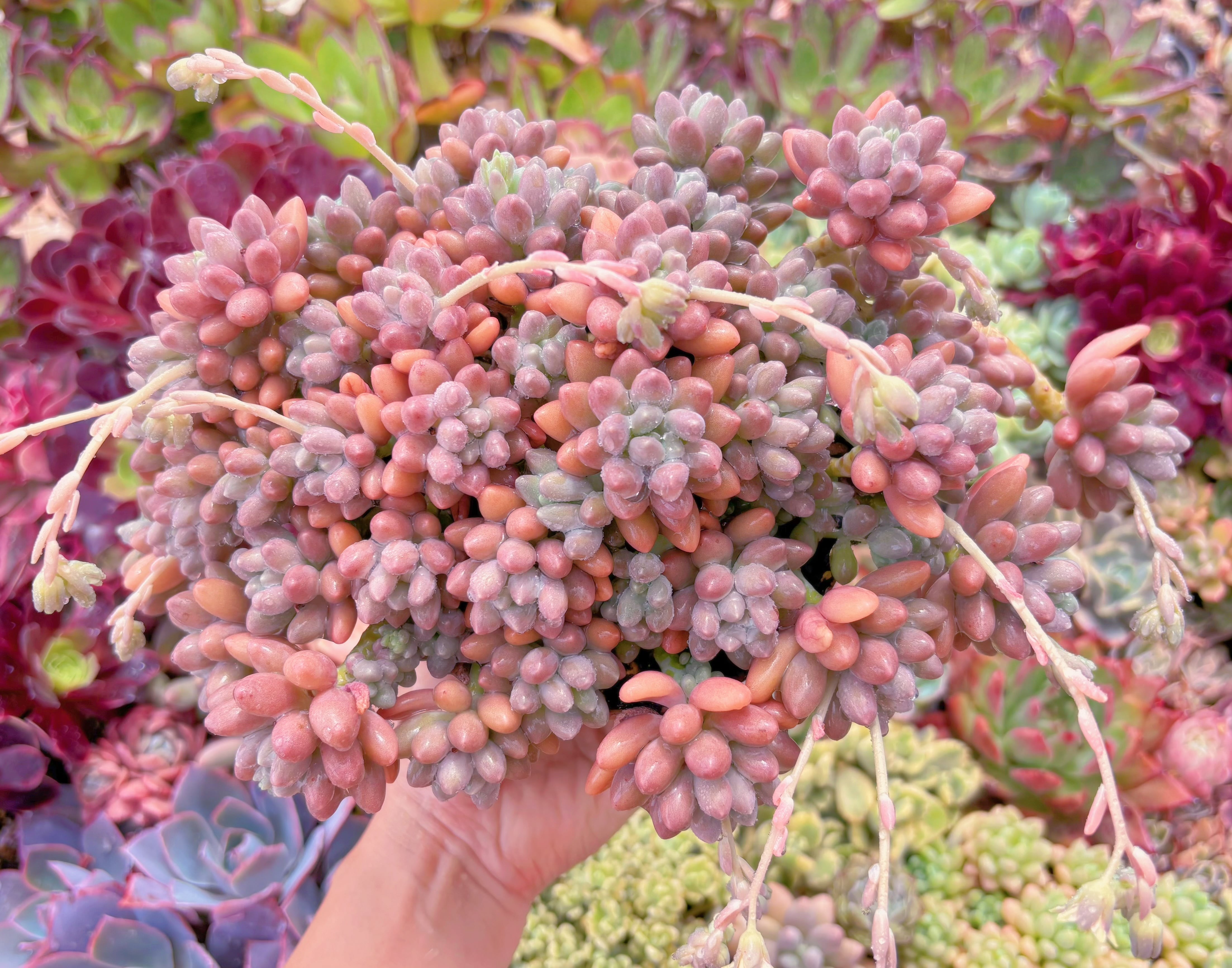 現品　エクスパトリマータxクレムネリア#238　特大群生　るる農園