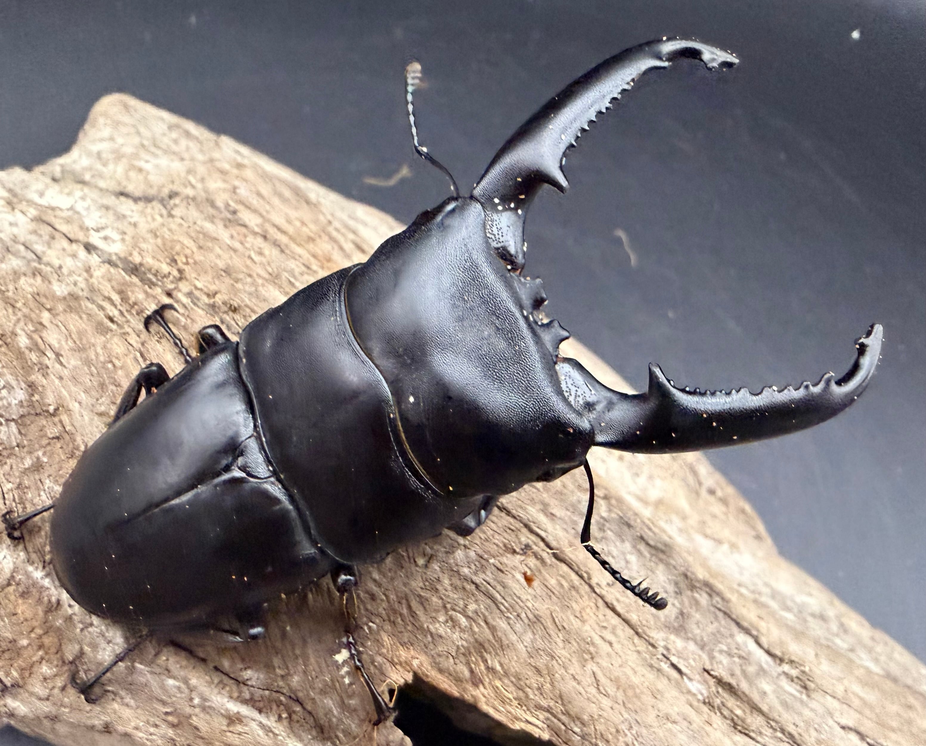 茶】バードウィング製 ドイツ型標本箱 大型薄型BW55 | KPW公式