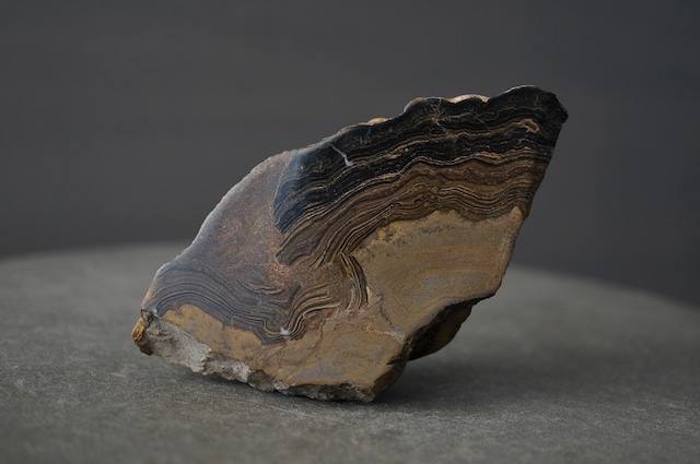 ボリビア ウユニ塩湖産ストロマトライト Stromatolite 1960