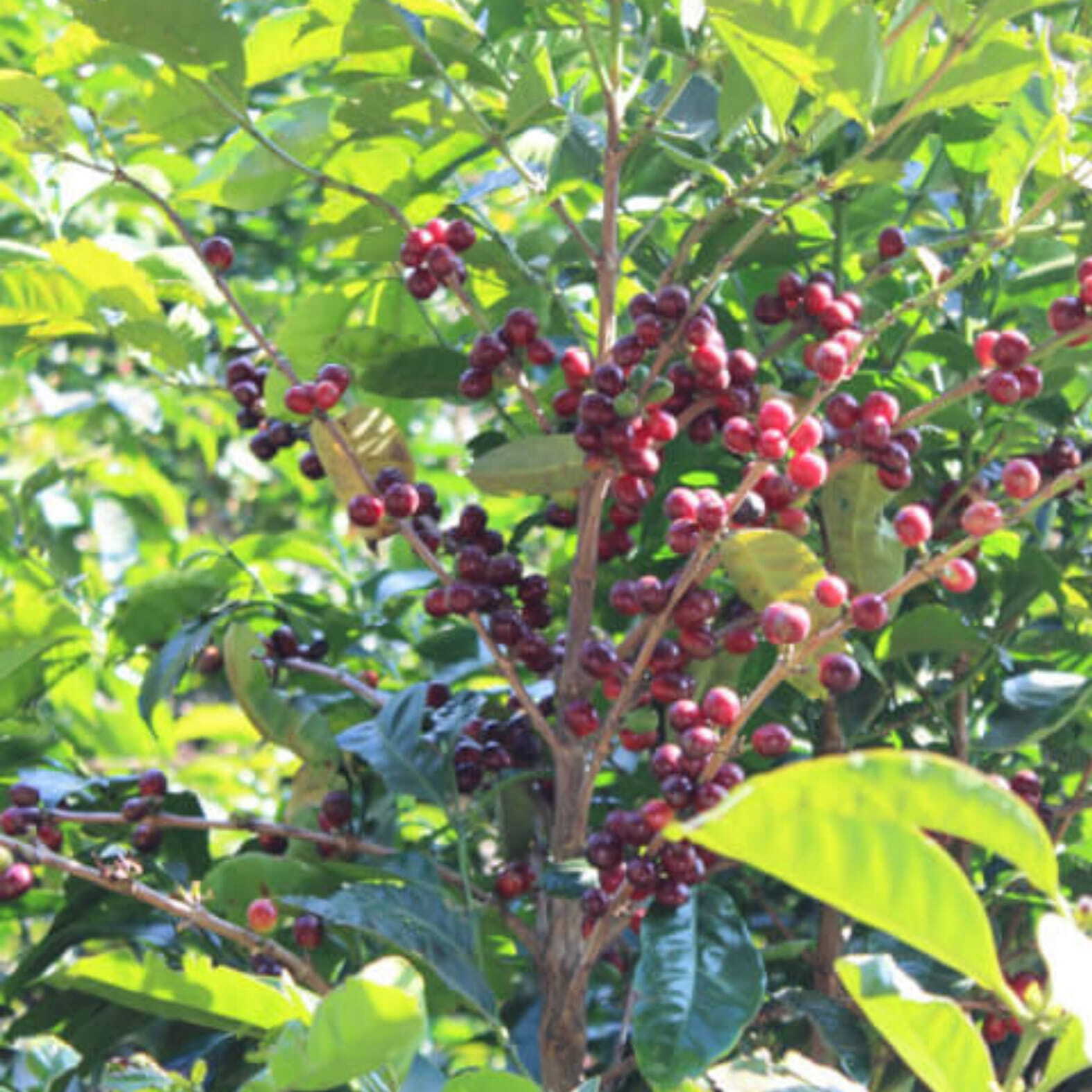 コスタリカ モンテジャノボニート農園 ブラックハニーナチュラル 中浅煎り 150g