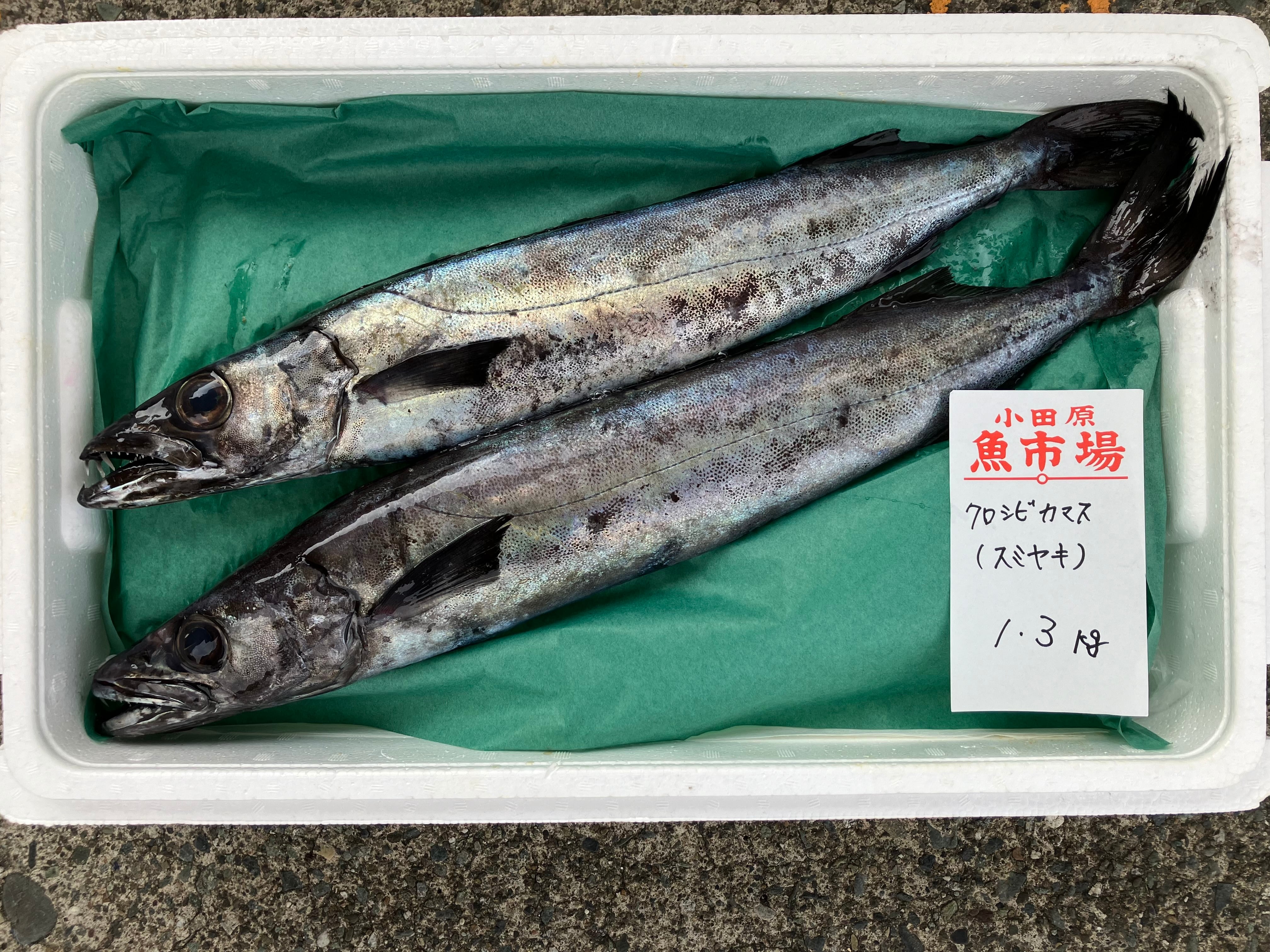小田原漁港水揚げ　クロシビカマス1.3kg（スミヤキ）