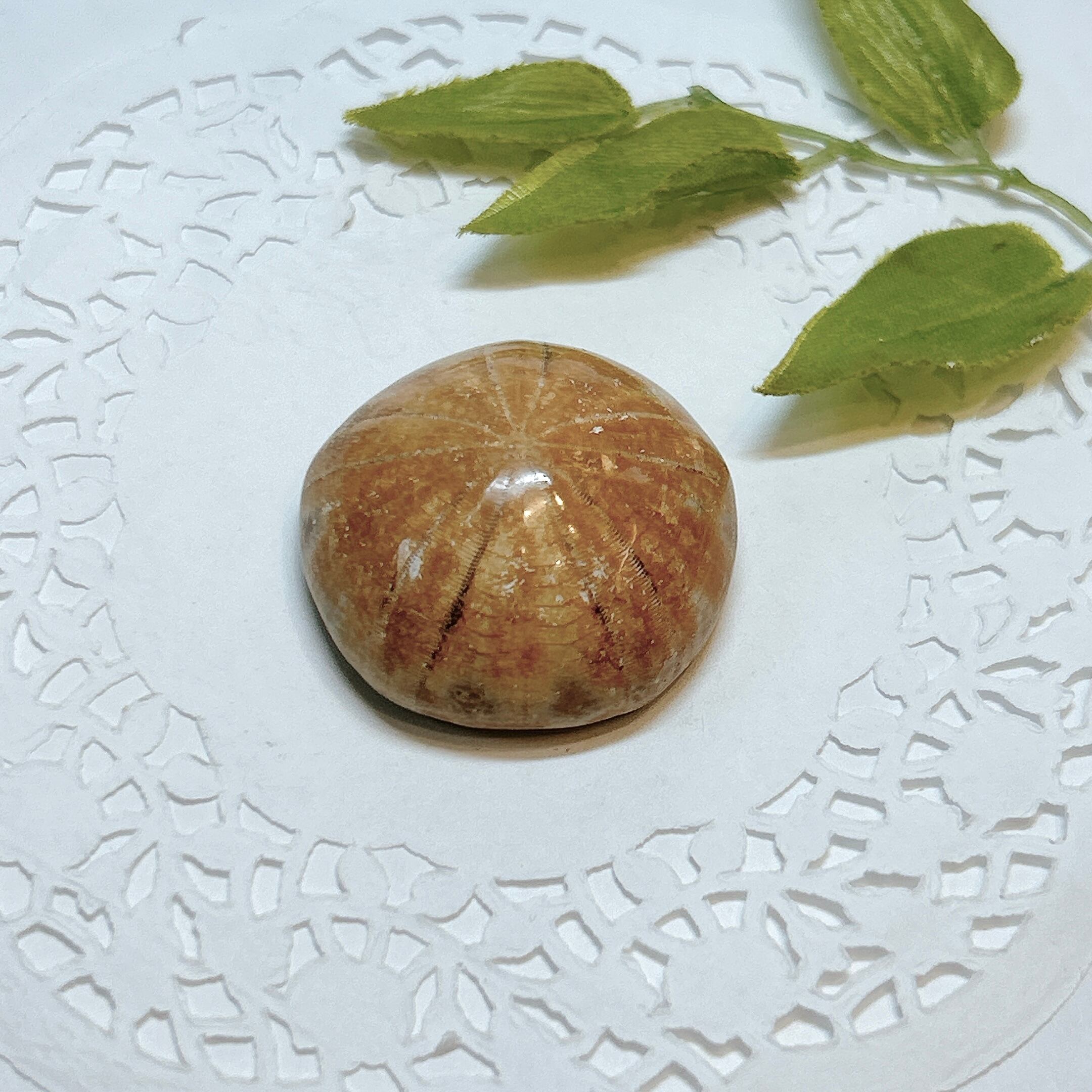 化石]ウニ | クリスタル・ワールド御徒町店