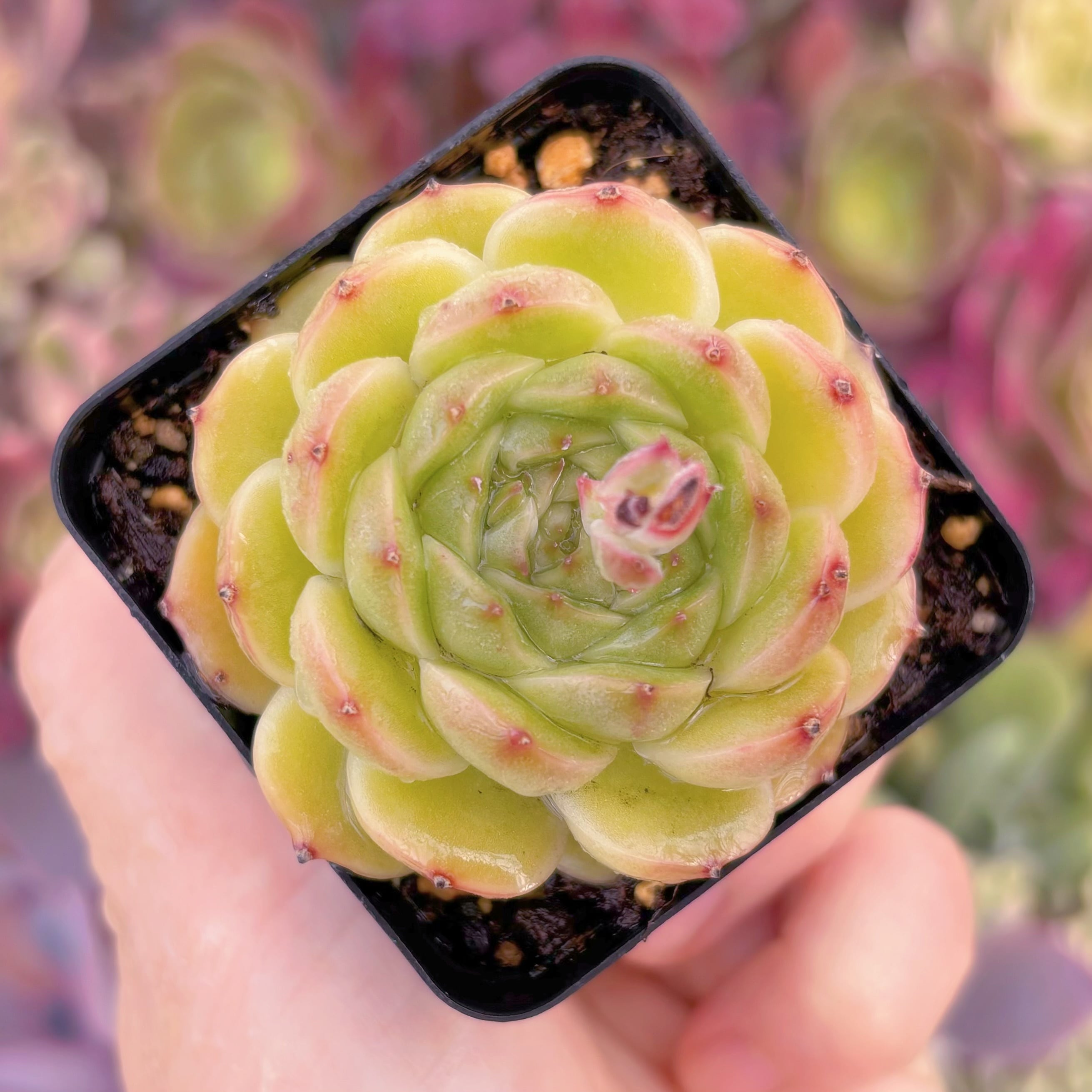 現品　墨玉#F234　るる農園