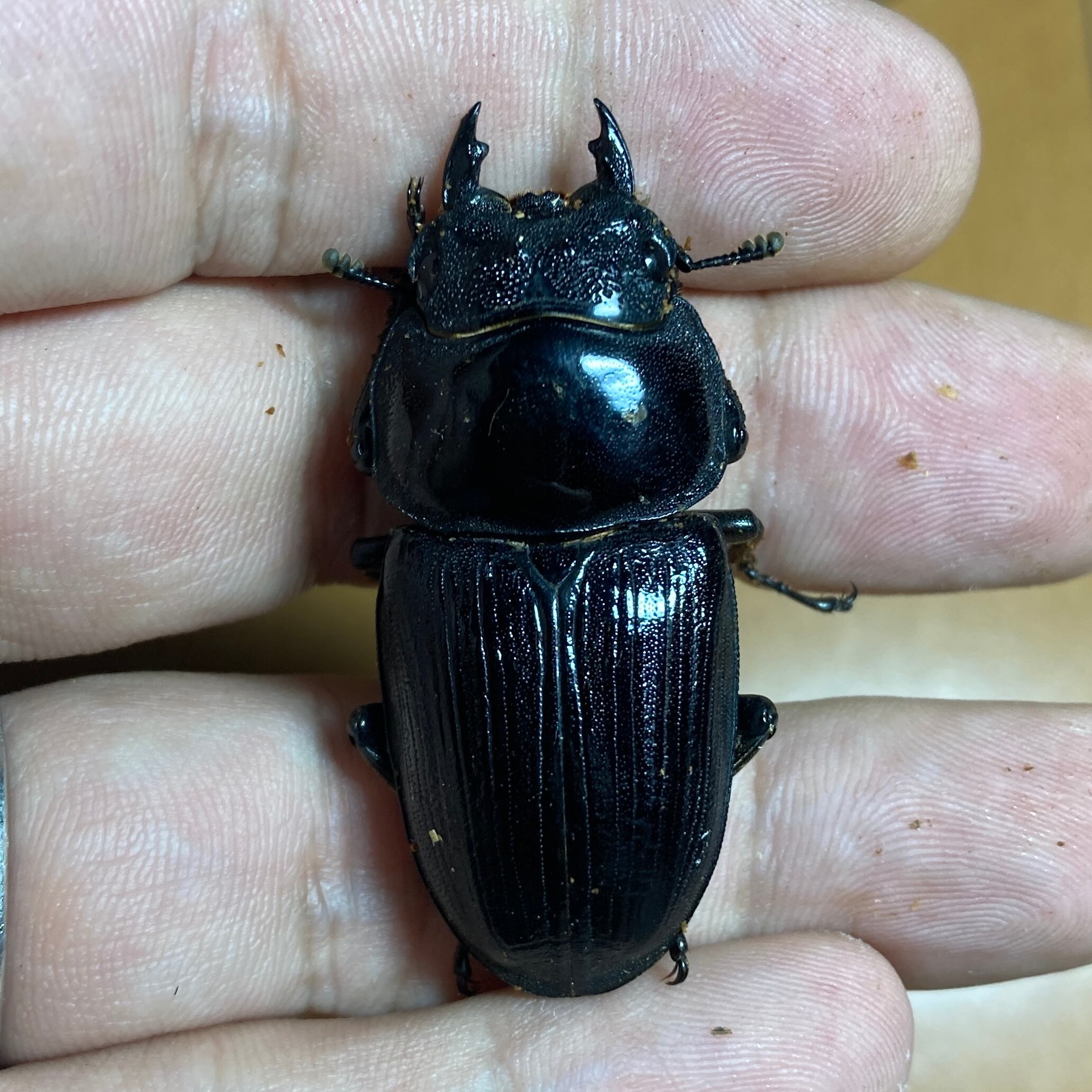 久留米オオクワガタ ♀57.7㎜ マツノインセクト