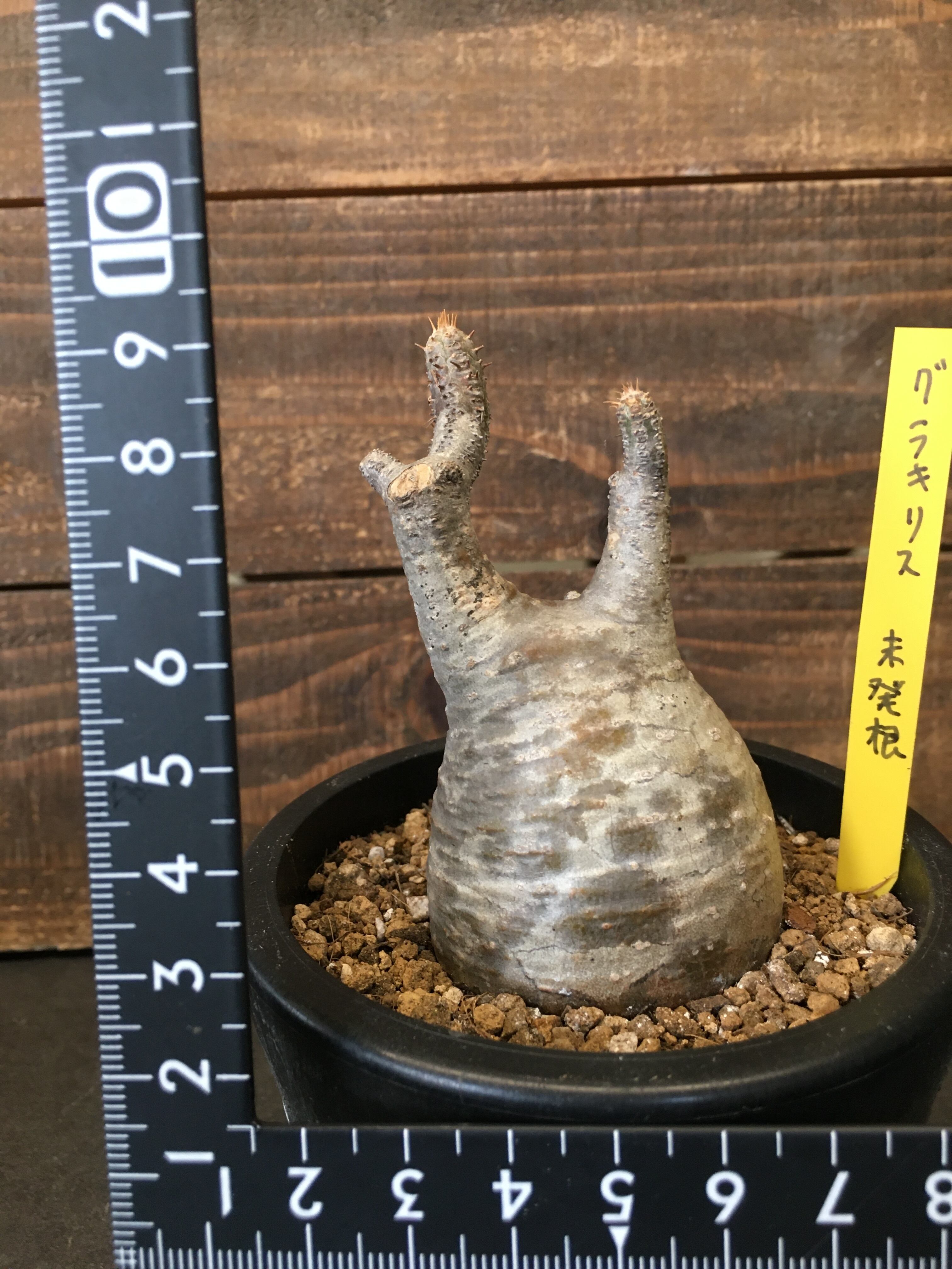 パキポディウム グラキリス ミニサイズ 未発根輸入球 Protoleaf プロトリーフ
