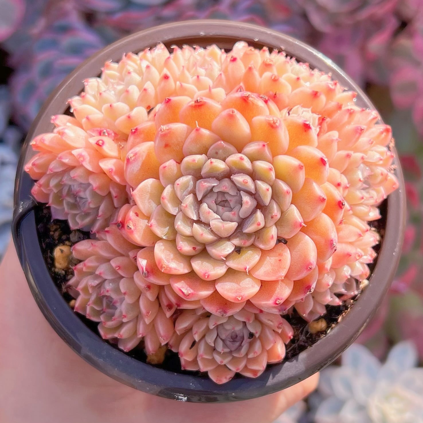 現品　メキシコミニマ#767    群生　るる農園