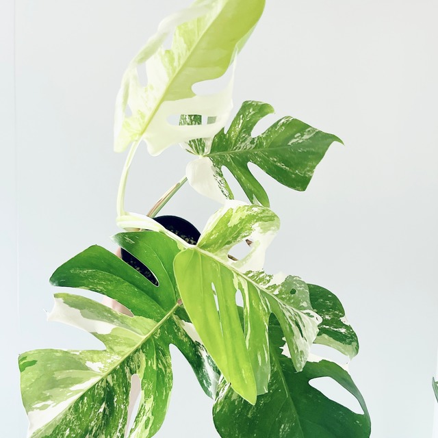 《希少》モンステラ ボルシギアナ ホワイトタイガー 観葉植物 calmcafe