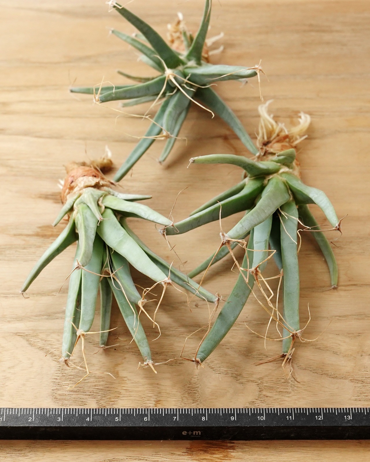 発根済カット苗 レウクテンベルギア 晃山 M Leuchtenbergia principis