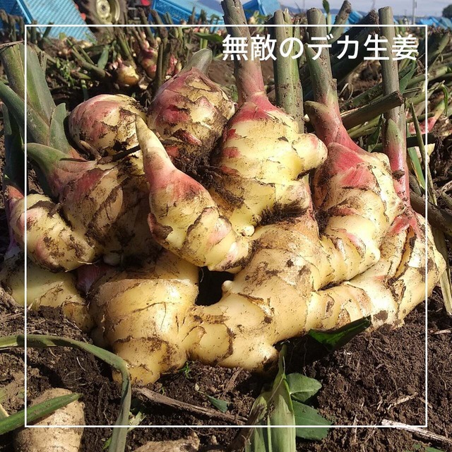 無敵のデカ生姜_10月下旬～11月（茨城県結城市）