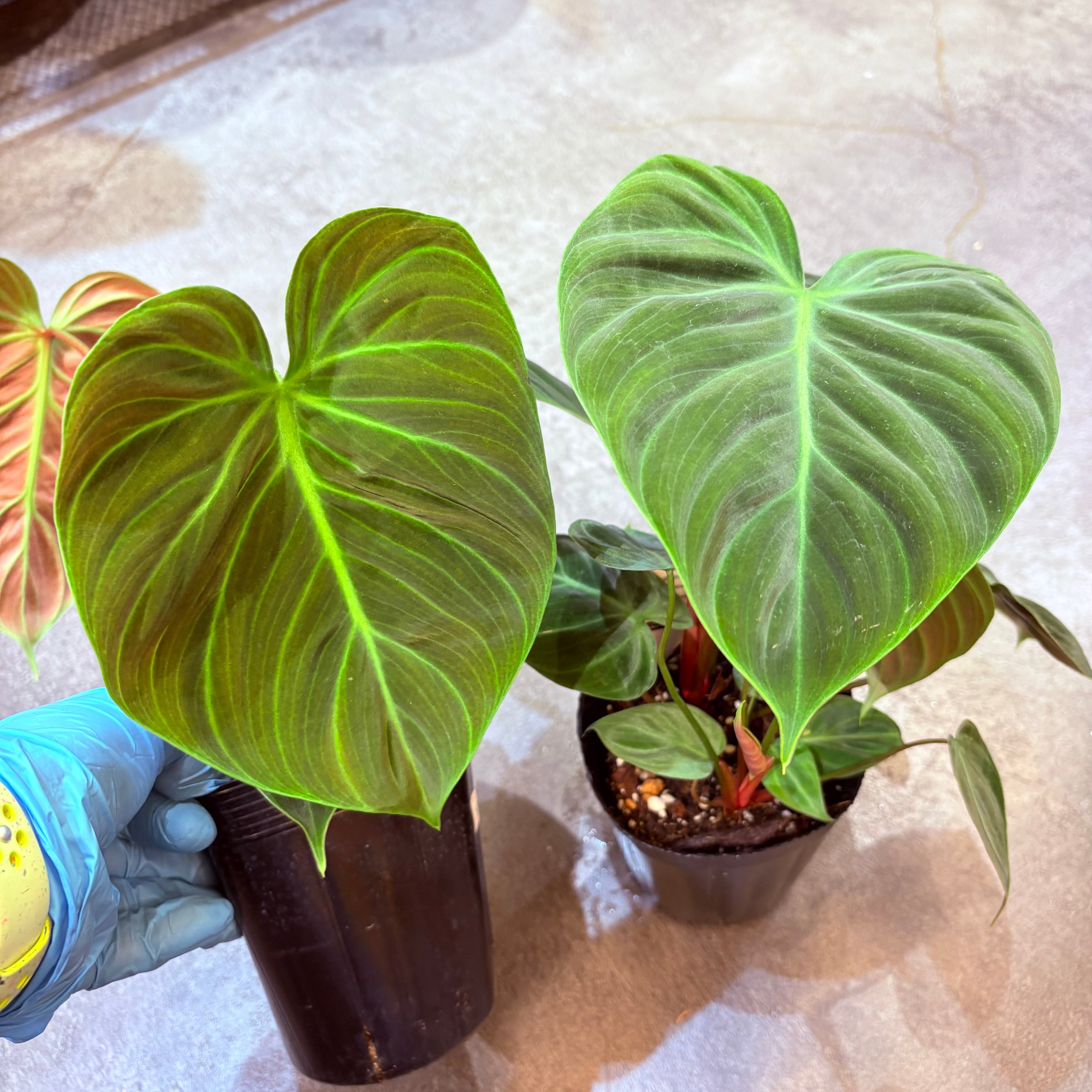 フィロデンドロン エルチョコレッド 3.5号 | Green Vibes 宇都宮市の