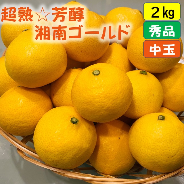 送料無料　超熟☆芳醇・湘南ゴールド（L・２Lサイズ）２ｋｇ