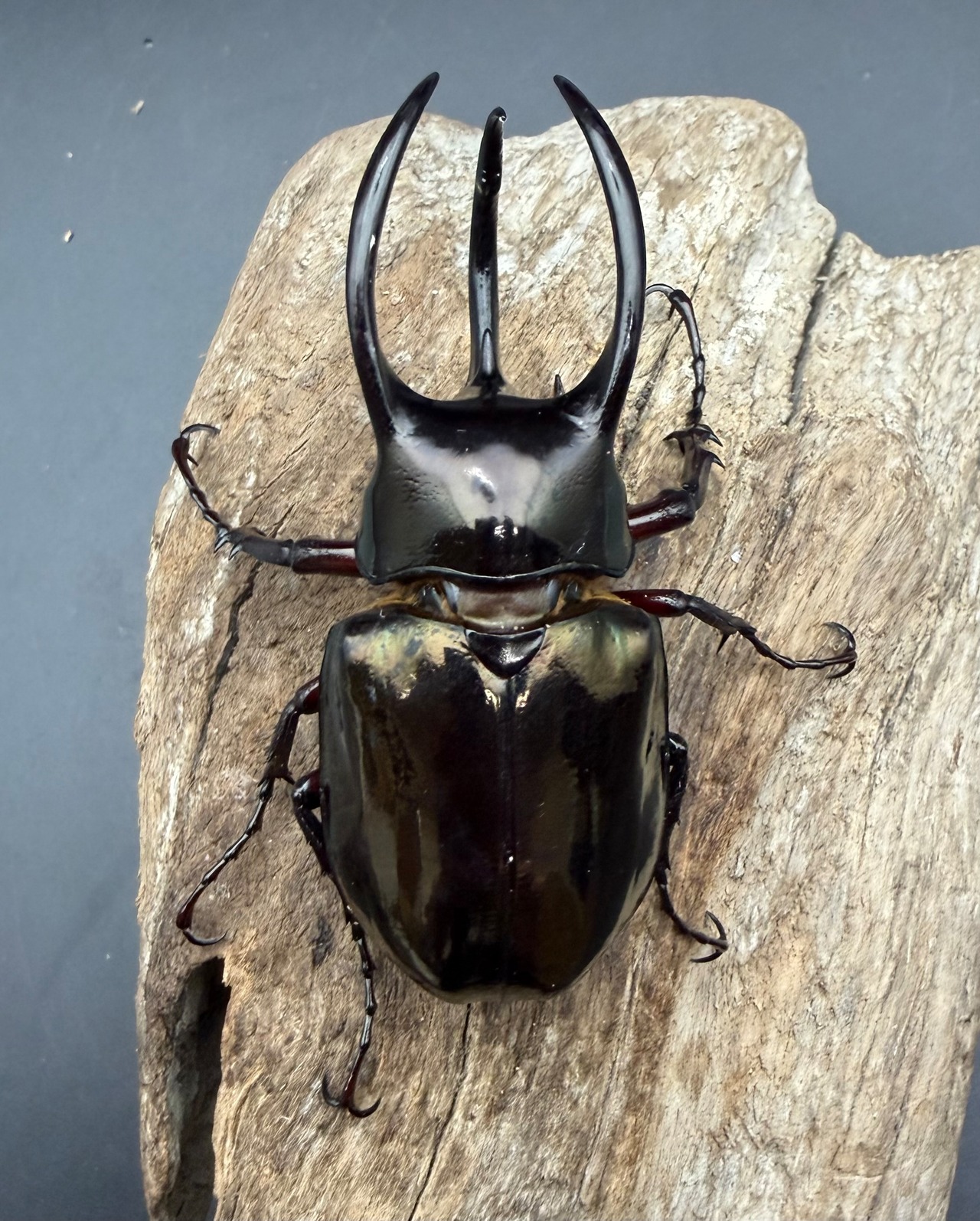 【WD】《アトラスオオカブト スマトラ島産 74mm ペア》