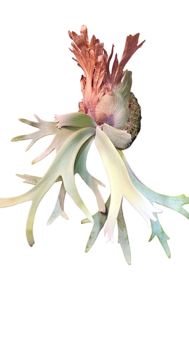 P.willinckii 'Golden boy' 金童 Spore【artPLANTs】ビカクシダ