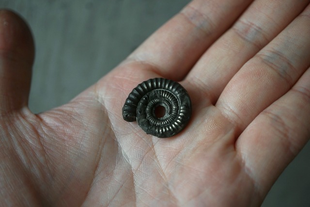 イギリス産黄鉄鉱化アンモナイト  Pyritized Ammonite 1518