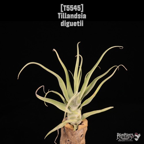 【送料無料】diguetii〔エアプランツ〕現品発送T5545